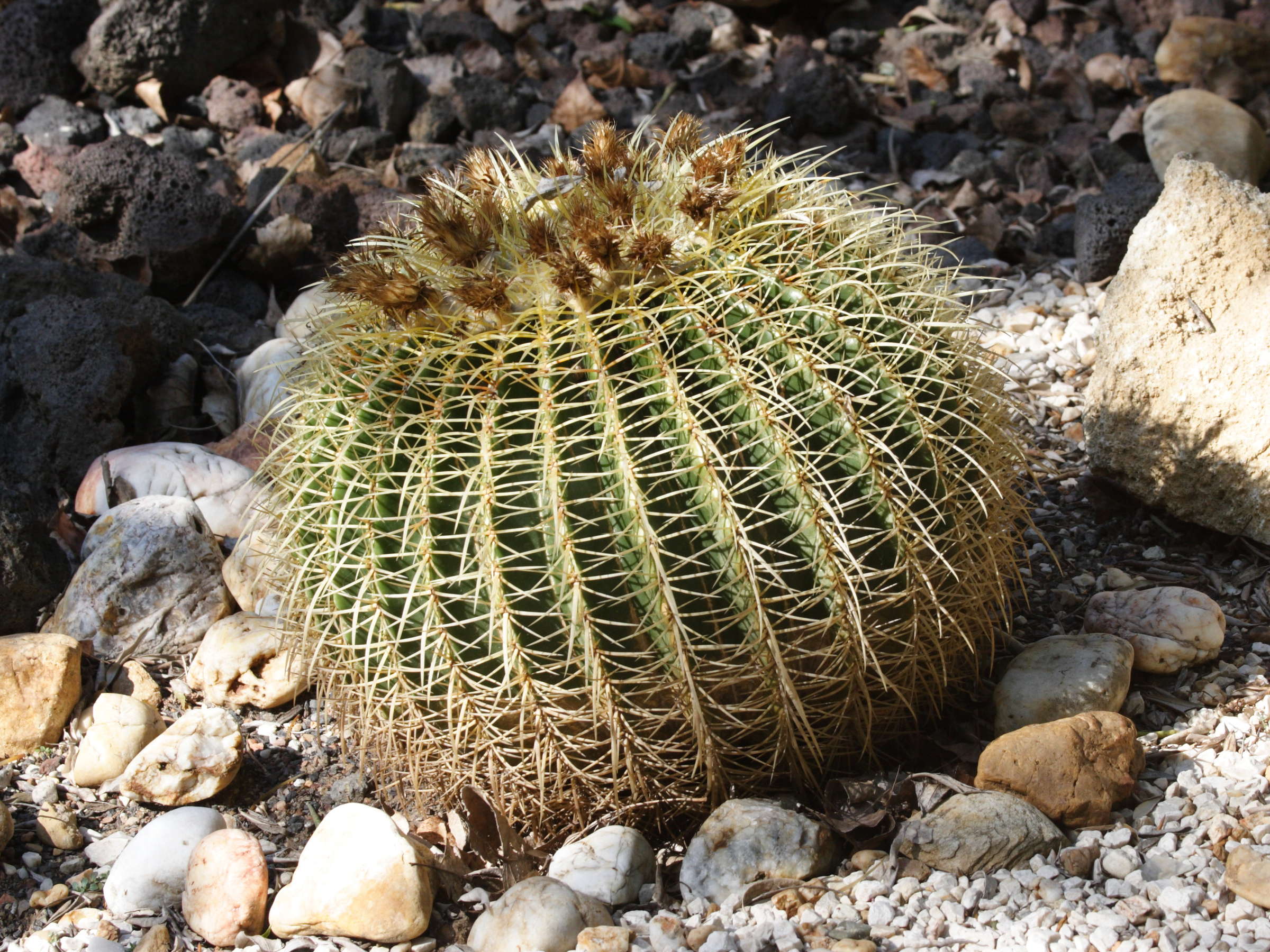 Afficher le média echinocactus_grusonii3md echinocactus_grusonii3md