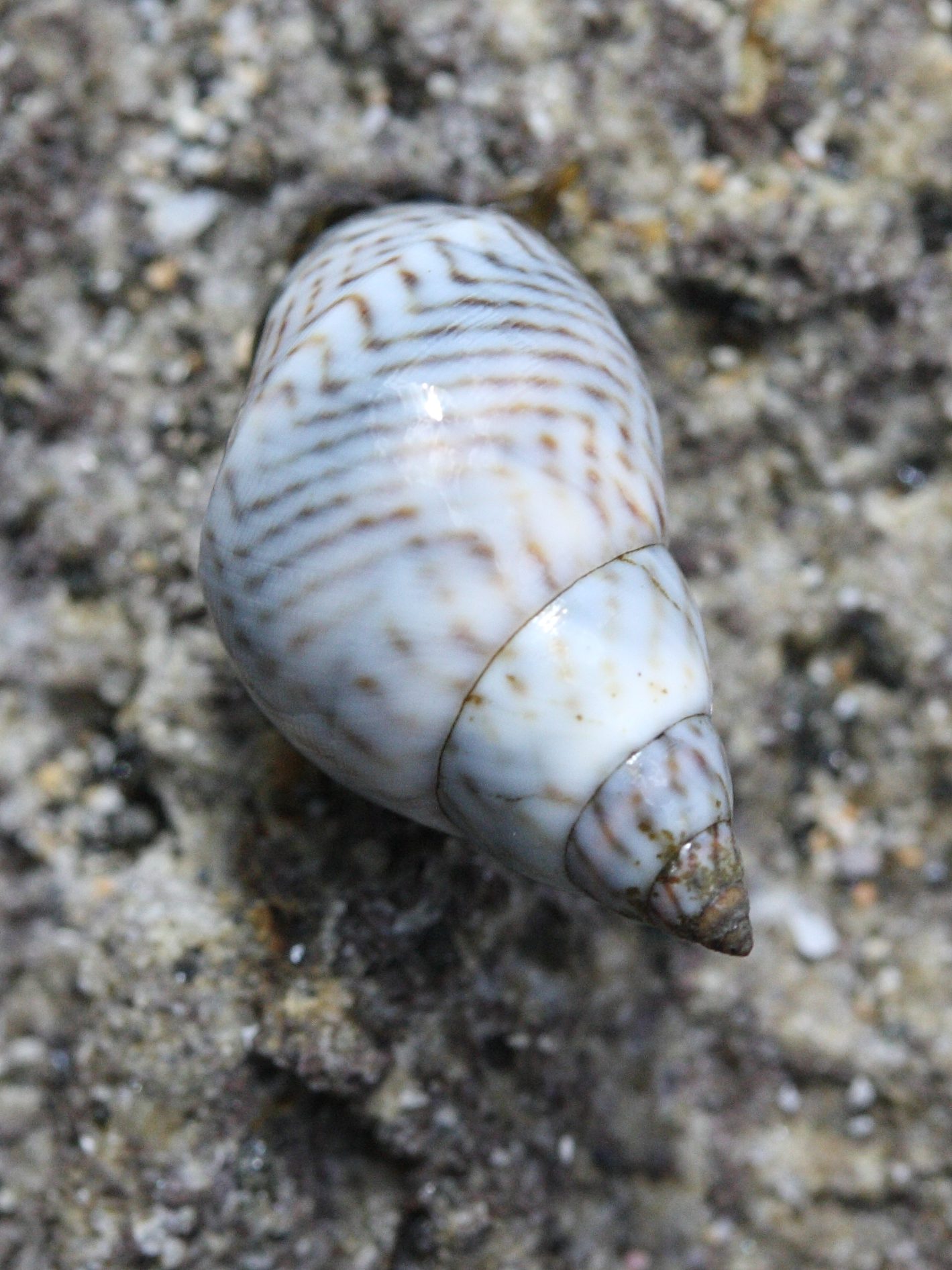 Afficher le média echinolittorina_ziczac3md echinolittorina_ziczac3md