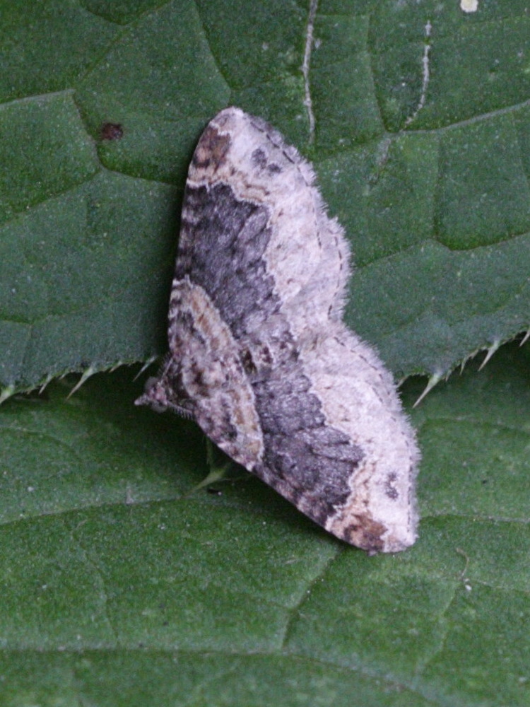 Afficher le média epirrhoe_galiata1bd epirrhoe_galiata1bd