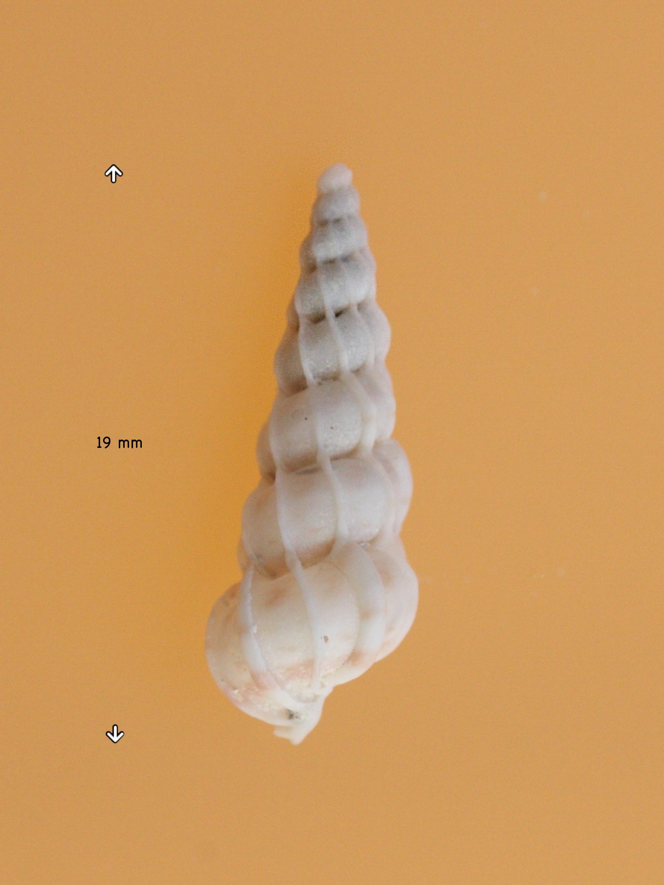 epitonium_clathrus3md