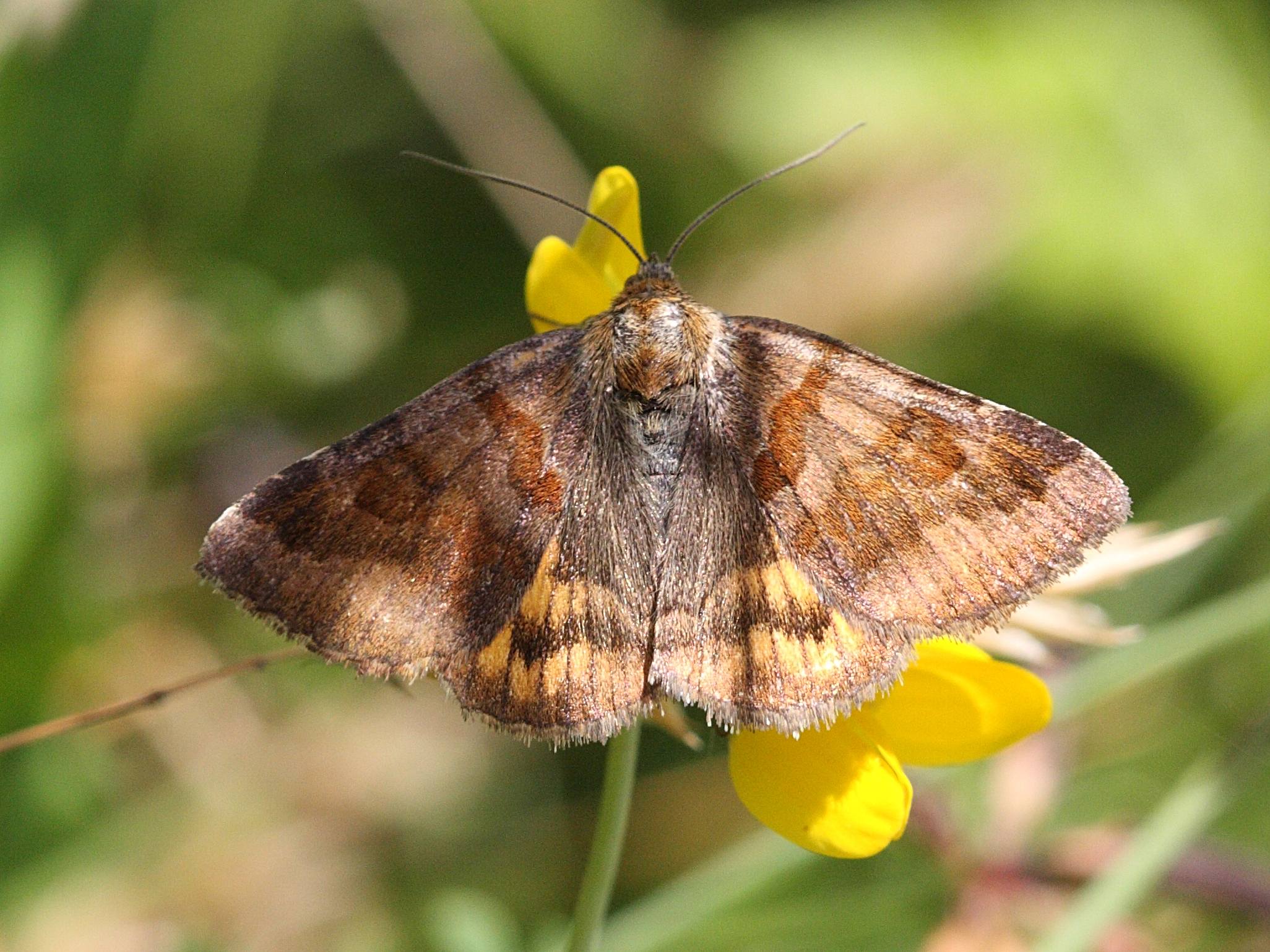 euclidia_glyphica1abd