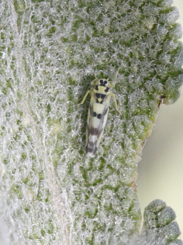 eupteryx_aurata1md