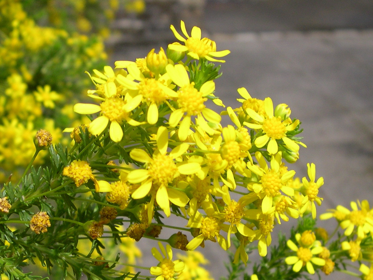 euryops_virgineus2md