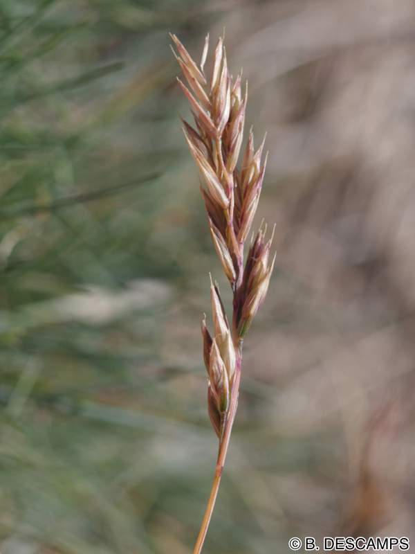 festuca_glacialis2