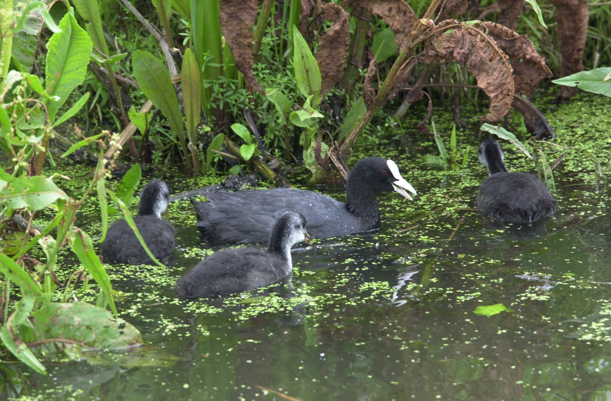 foulque_macroule_-_fulica_atra1md