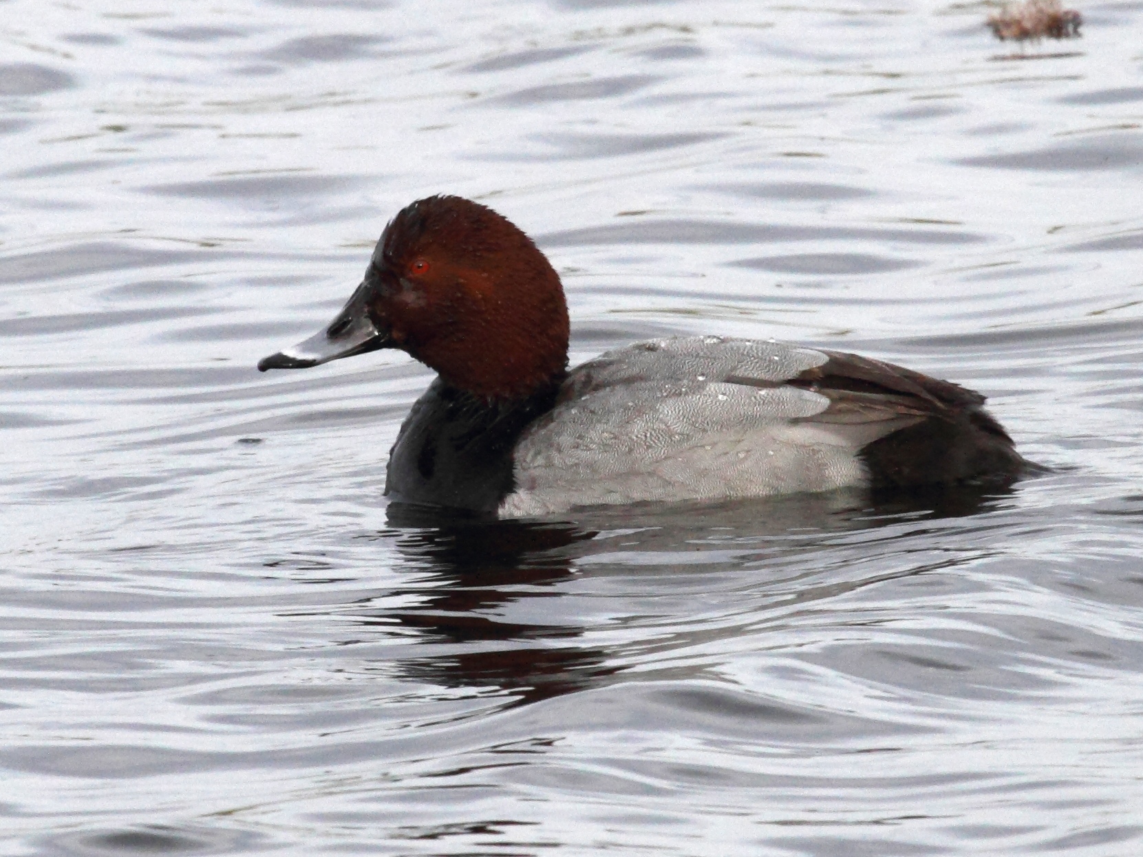 fuligule_milouin_-_aythya_ferina1bd