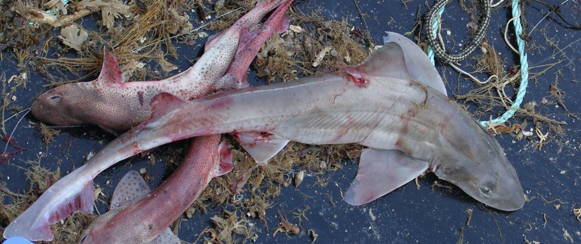 galeorhinus_galeus1bd