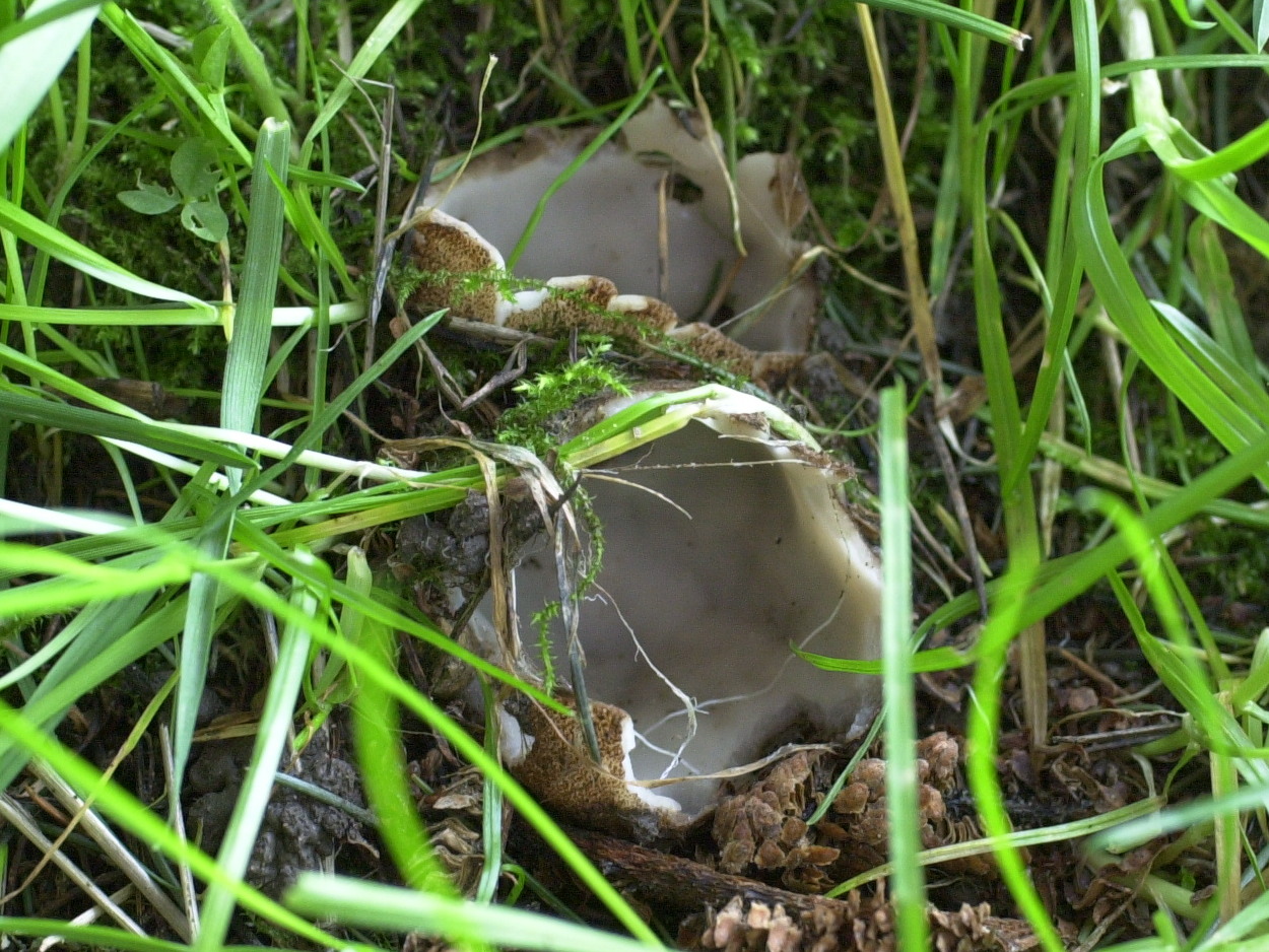 geopora_sumneriana2md