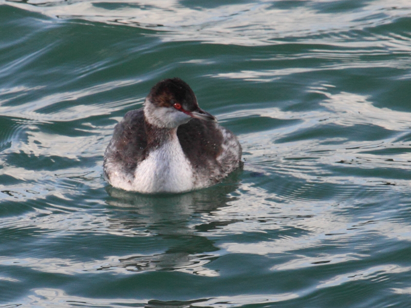 grebe_esclavon_-_podiceps_auritus3bd