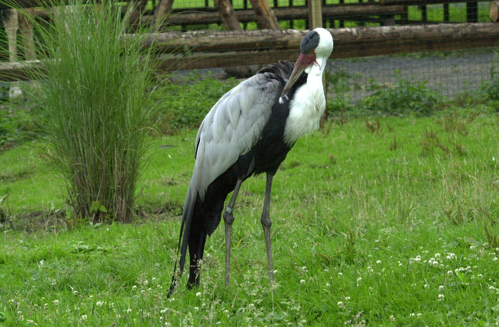 grue_caronculee_-_bugeranus_carunculatus1md