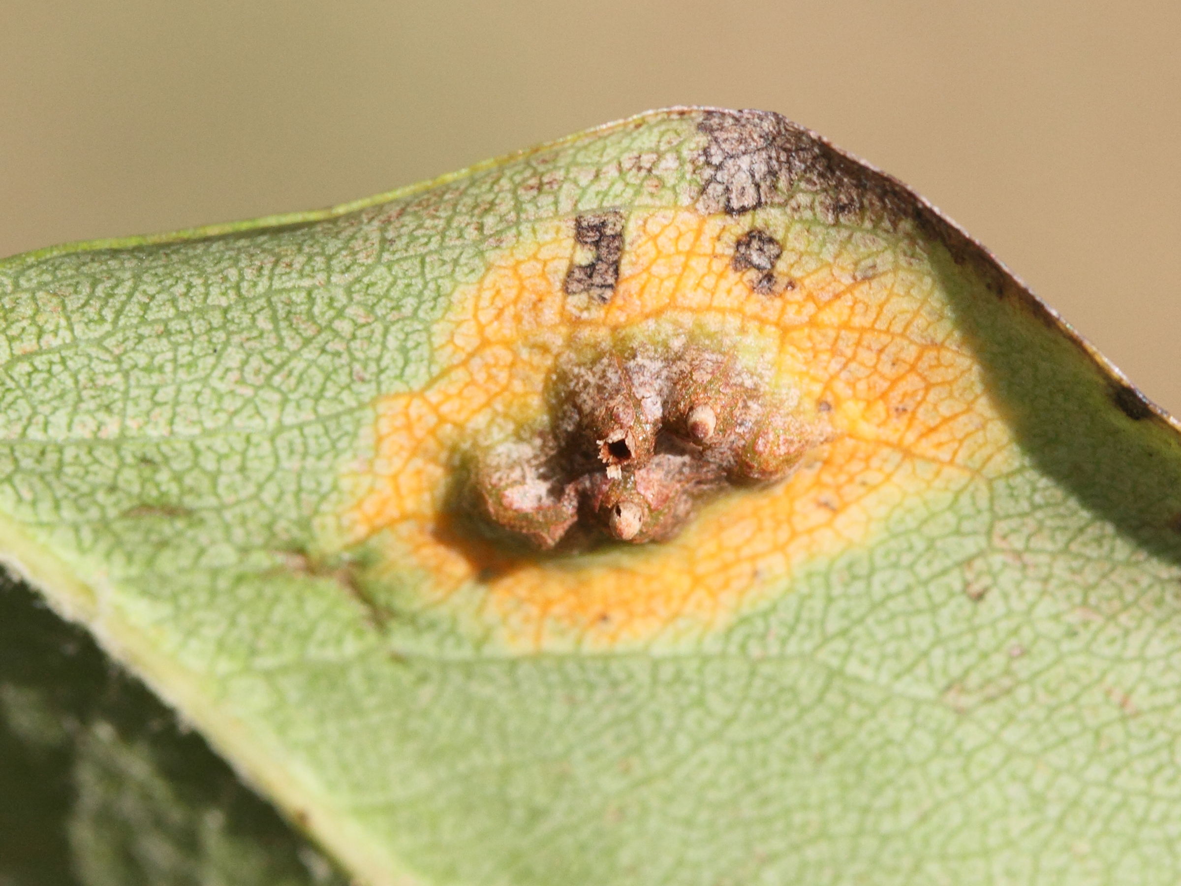 Afficher le média gymnosporangium_sabinae_galle2md gymnosporangium_sabinae_galle2md