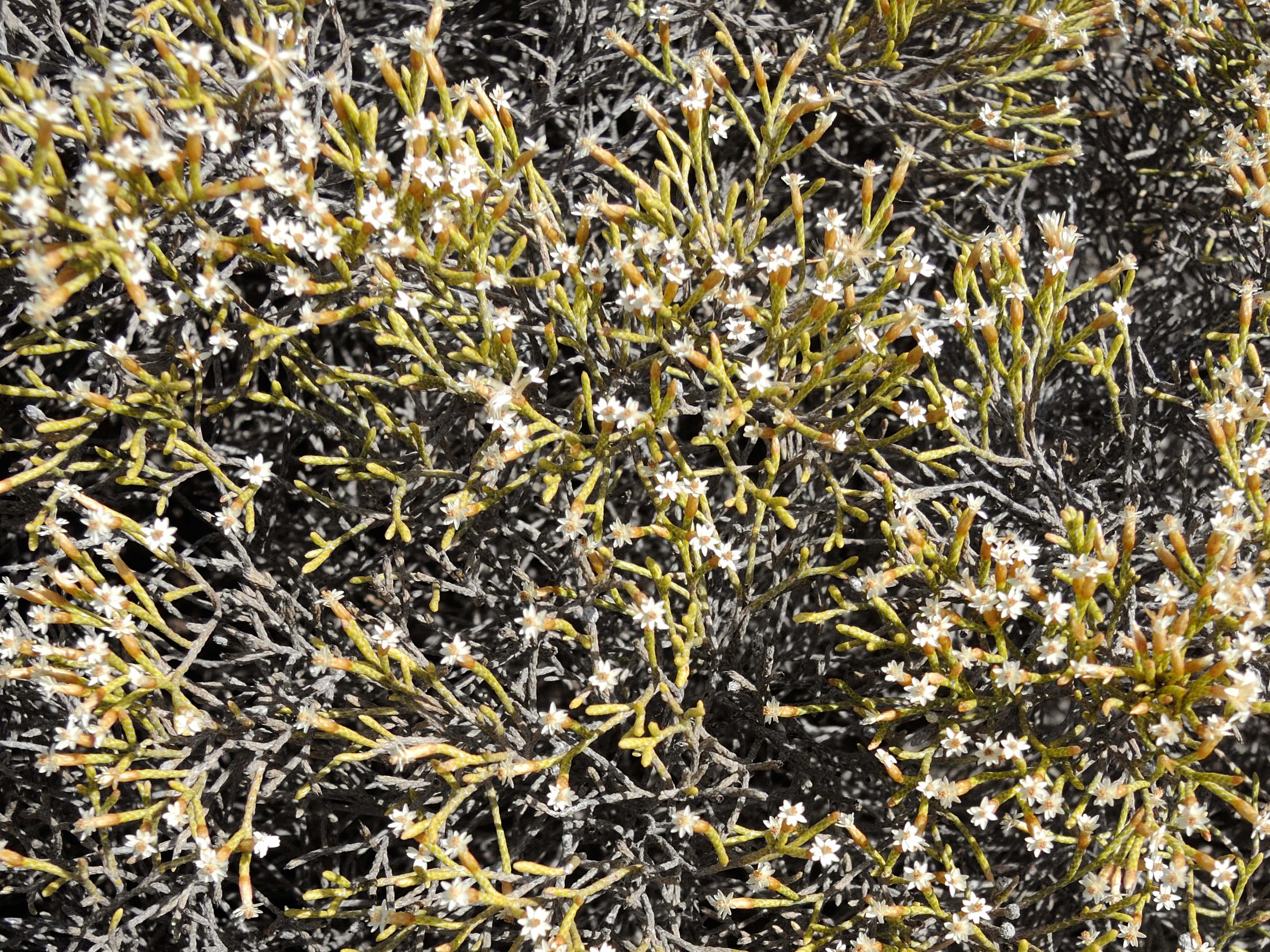 Afficher le média helichrysum_isalense2md helichrysum_isalense2md