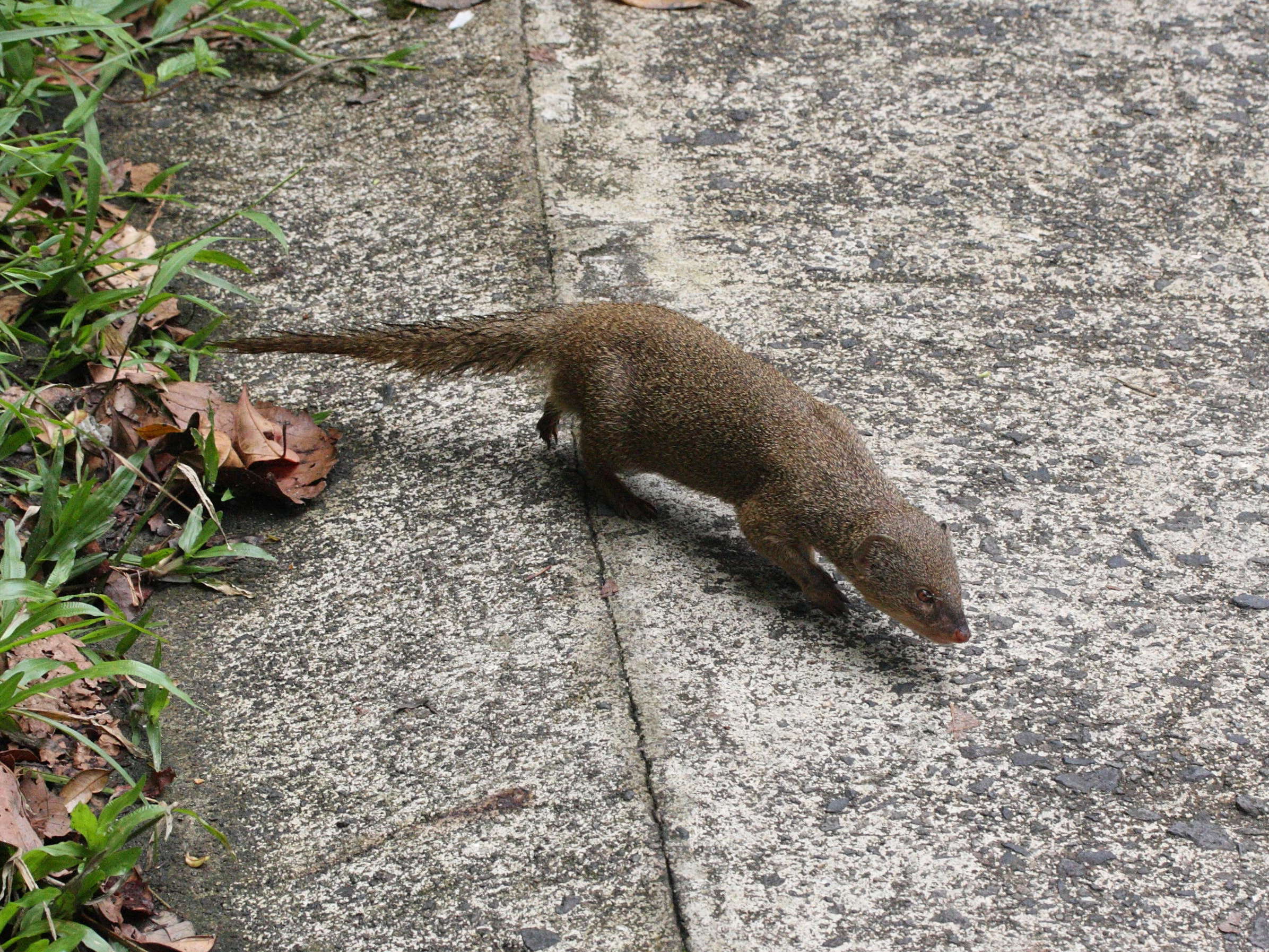 herpestes_auropunctatus2bd