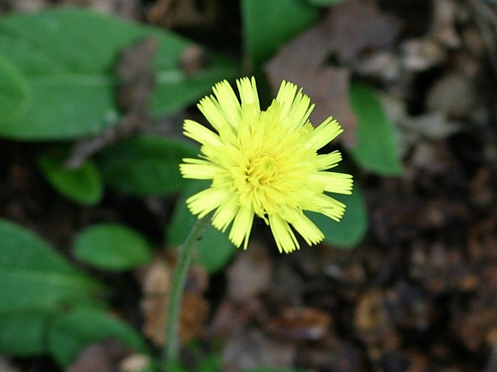 hieracium_pilosella4abd