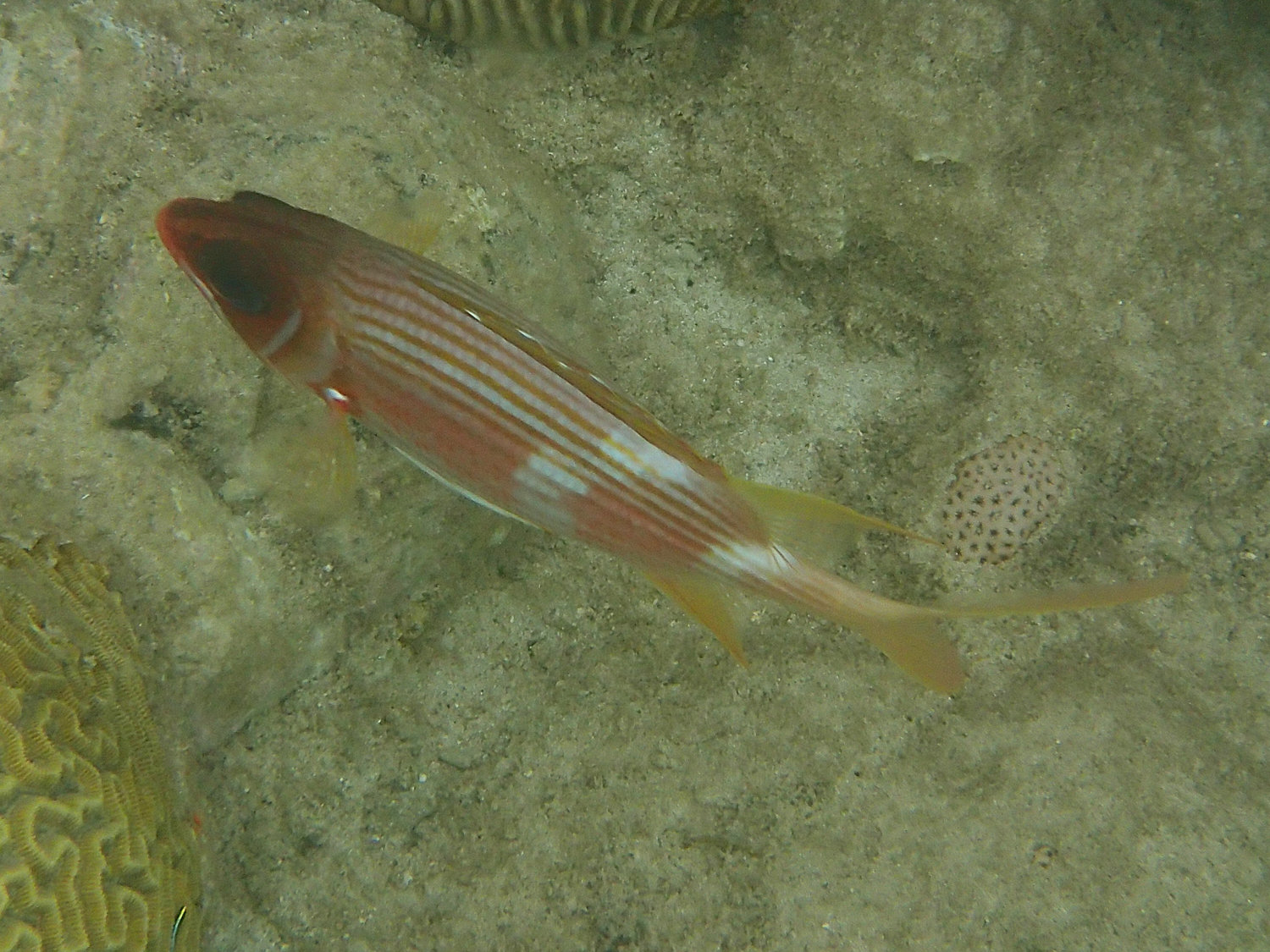 holocentrus_rufus1sd