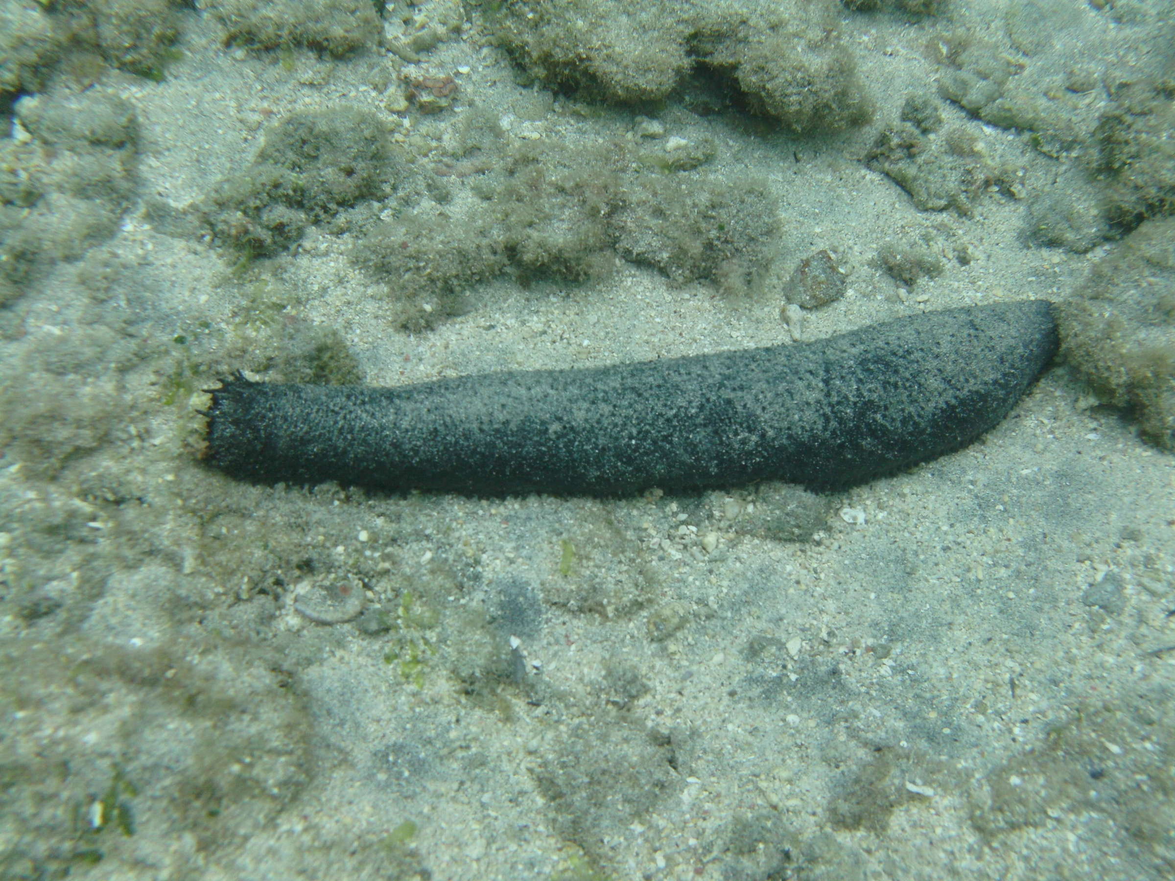 Afficher le média holothuria_leucospilota2bd holothuria_leucospilota2bd