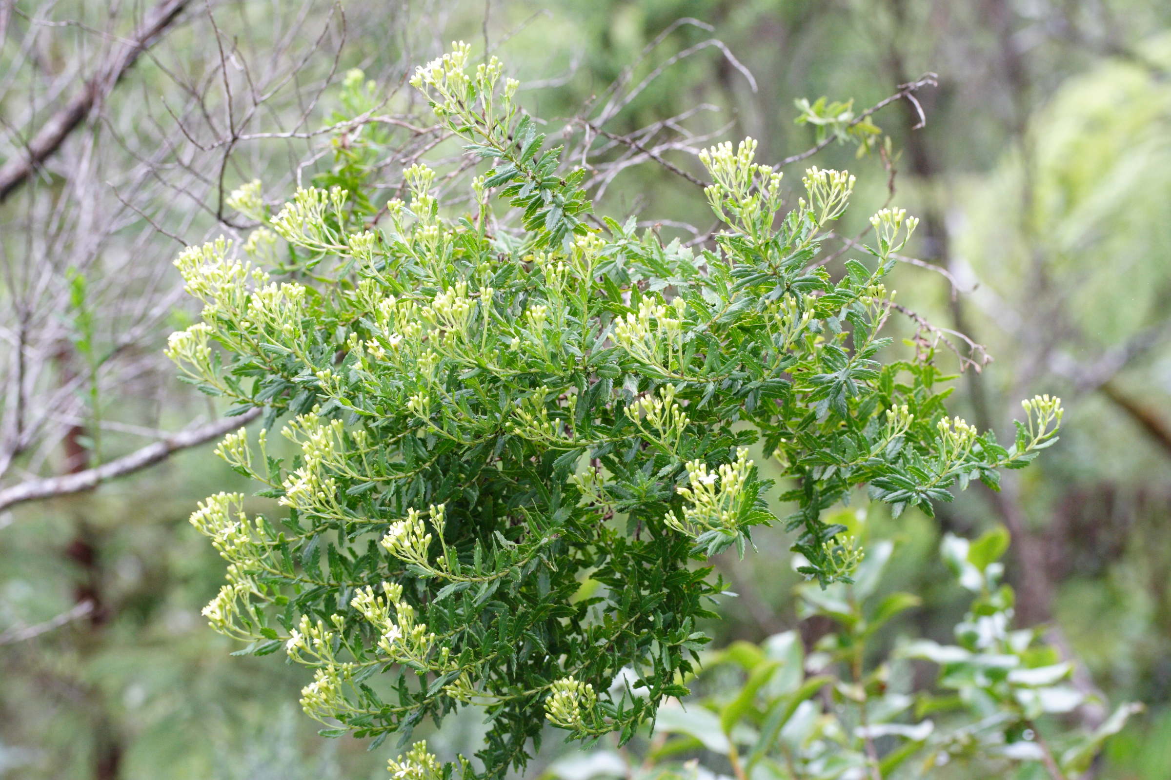 hubertia_ambavilla3md