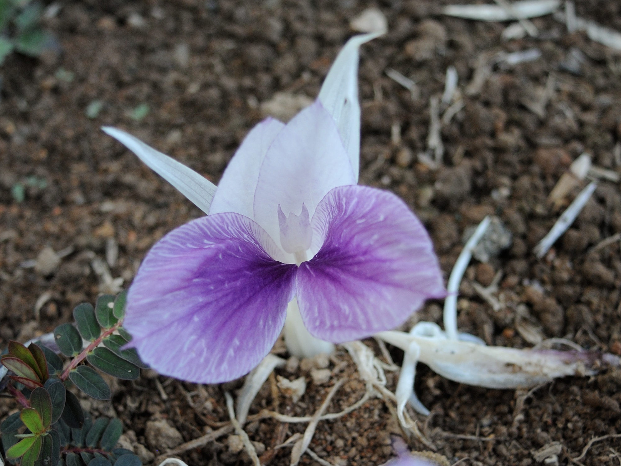 kaempferia_galanga2md