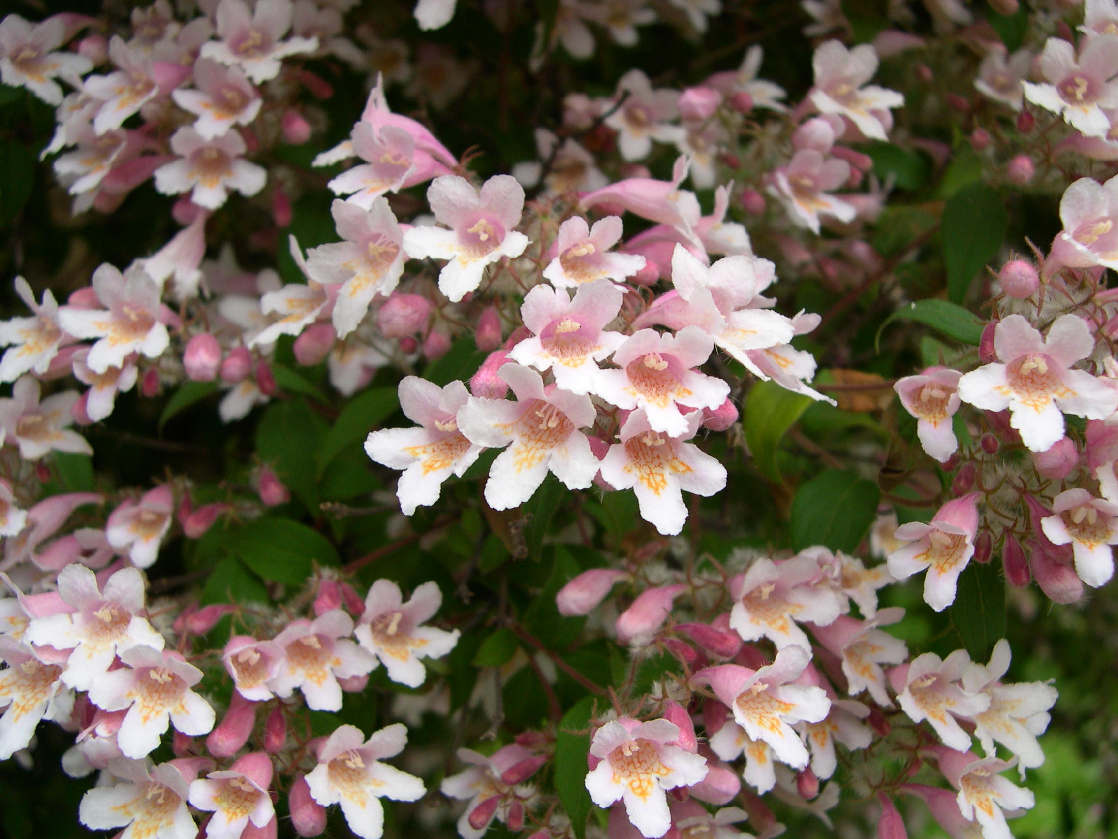 kolkwitzia_amabilis2md