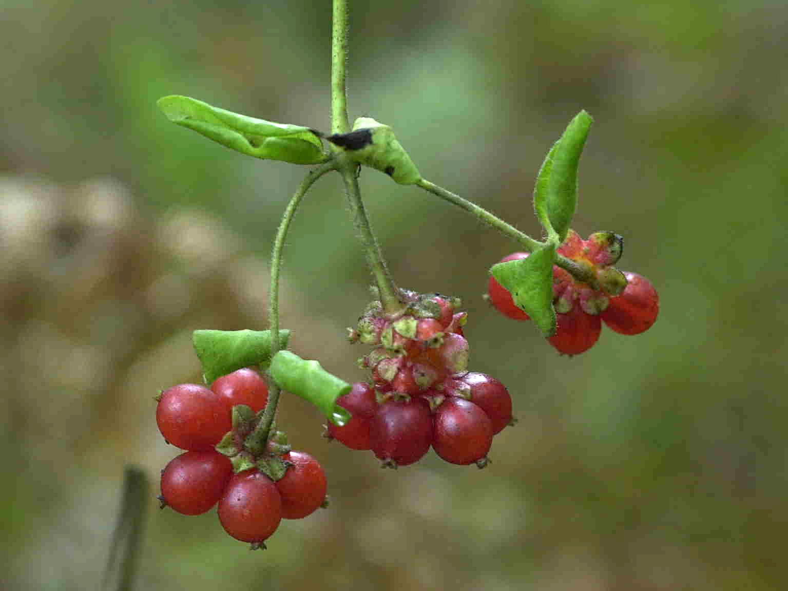 lonicera_periclymenum3md