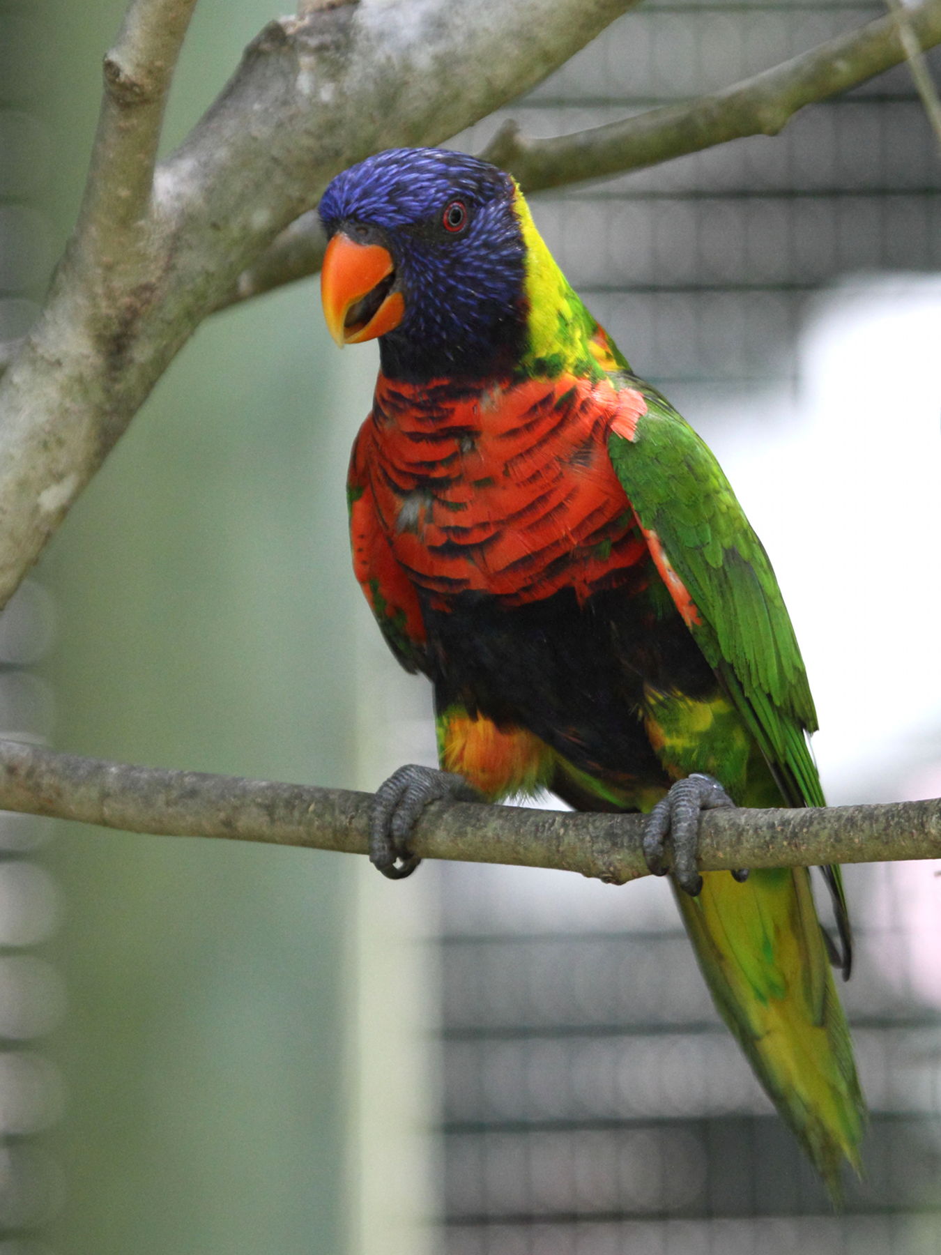 loriquet_de_swainson_-_trichoglossus_moluccanus1bd