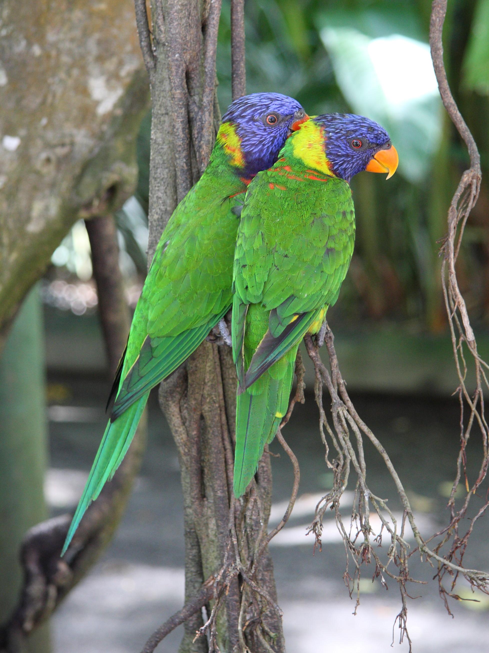 loriquet_de_swainson_-_trichoglossus_moluccanus3md