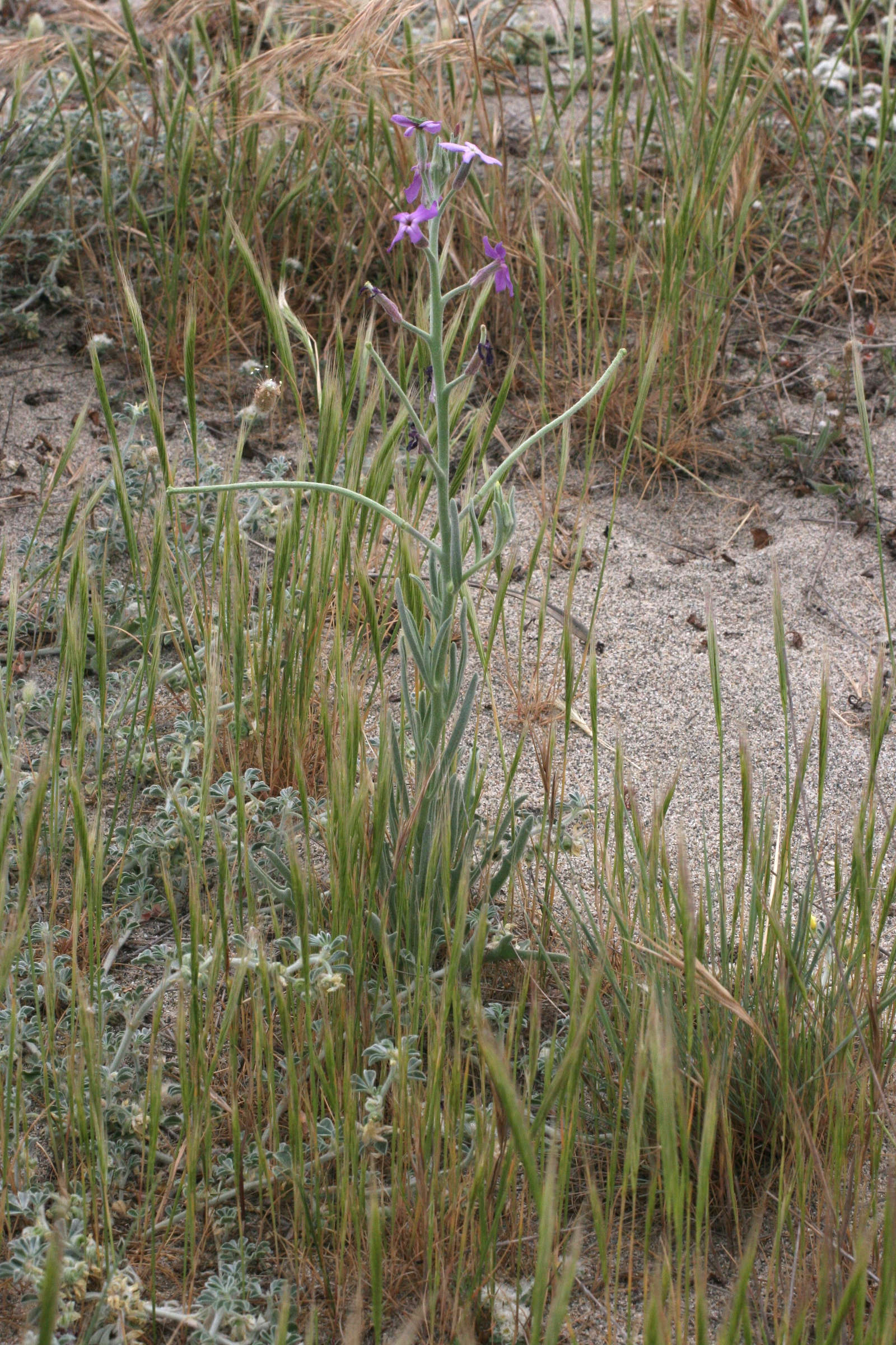 matthiola_sinuata2md