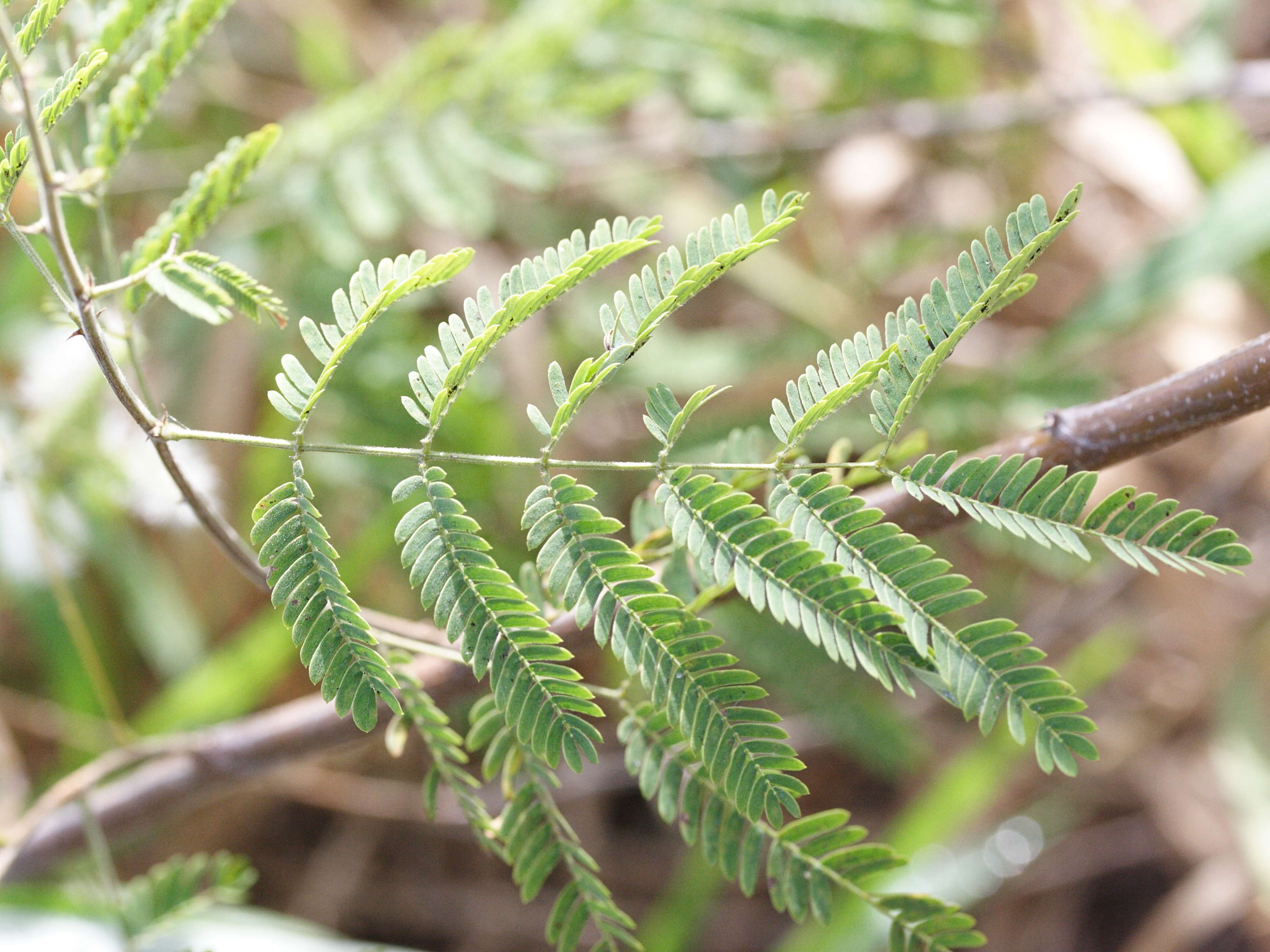 mimosa_malacocentra5md