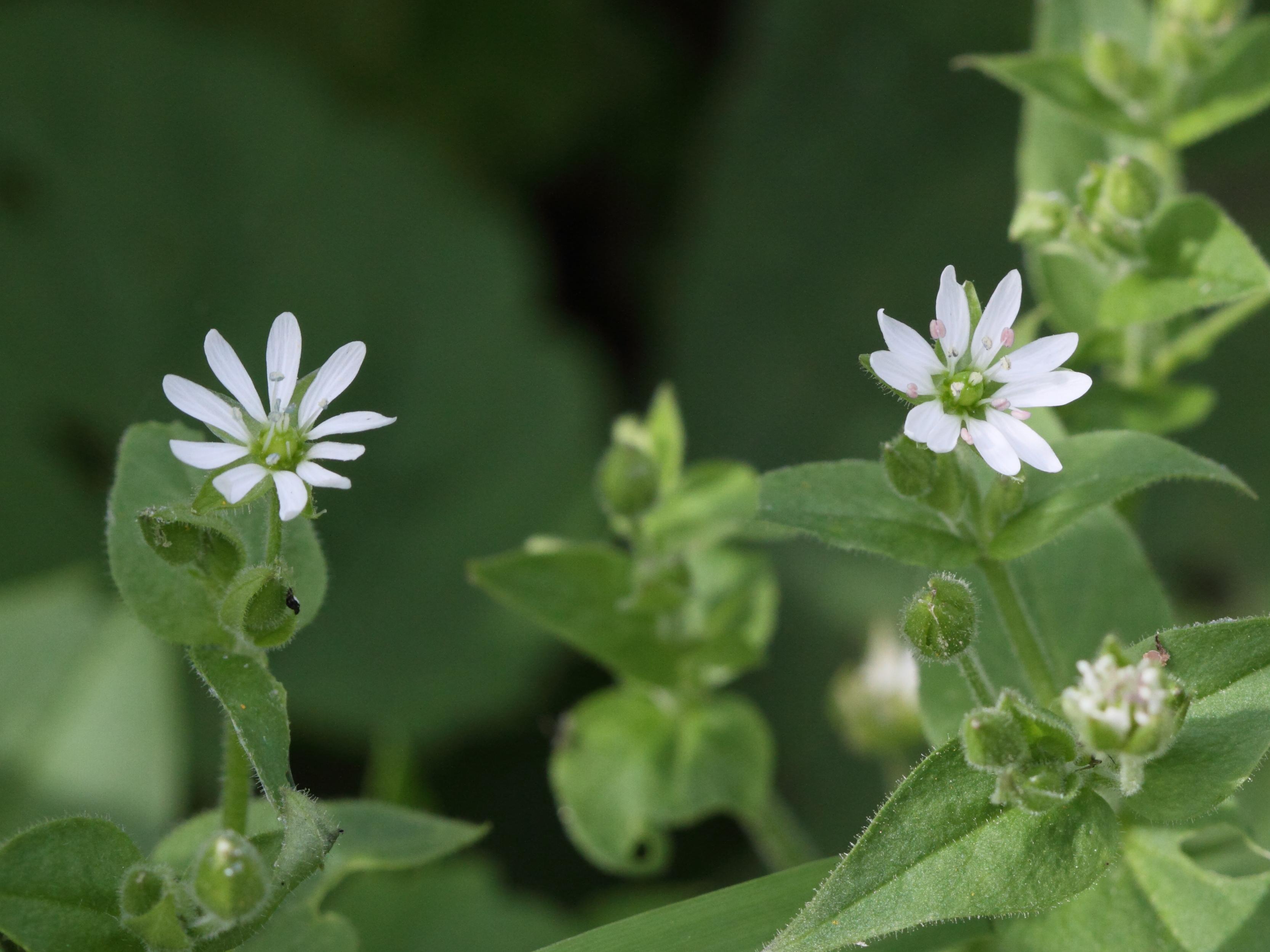 Afficher le média myosoton_aquaticum3bbd myosoton_aquaticum3bbd