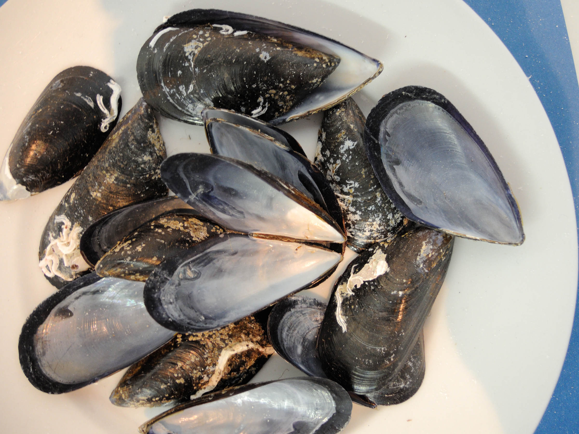 mytilus_galloprovincialis1md