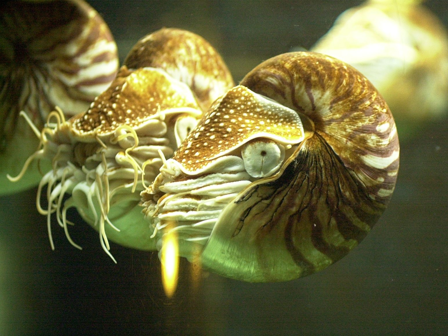 nautilus_pompilius3md