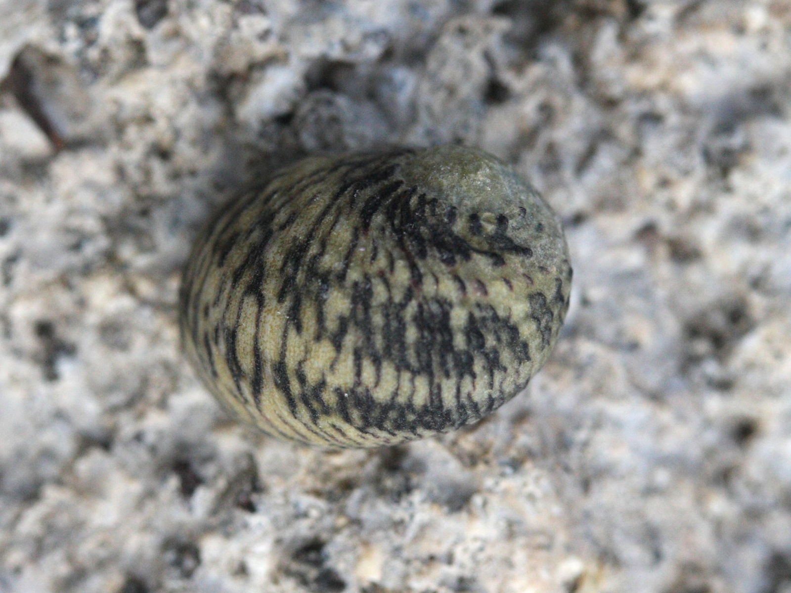 nerita_versicolor1md