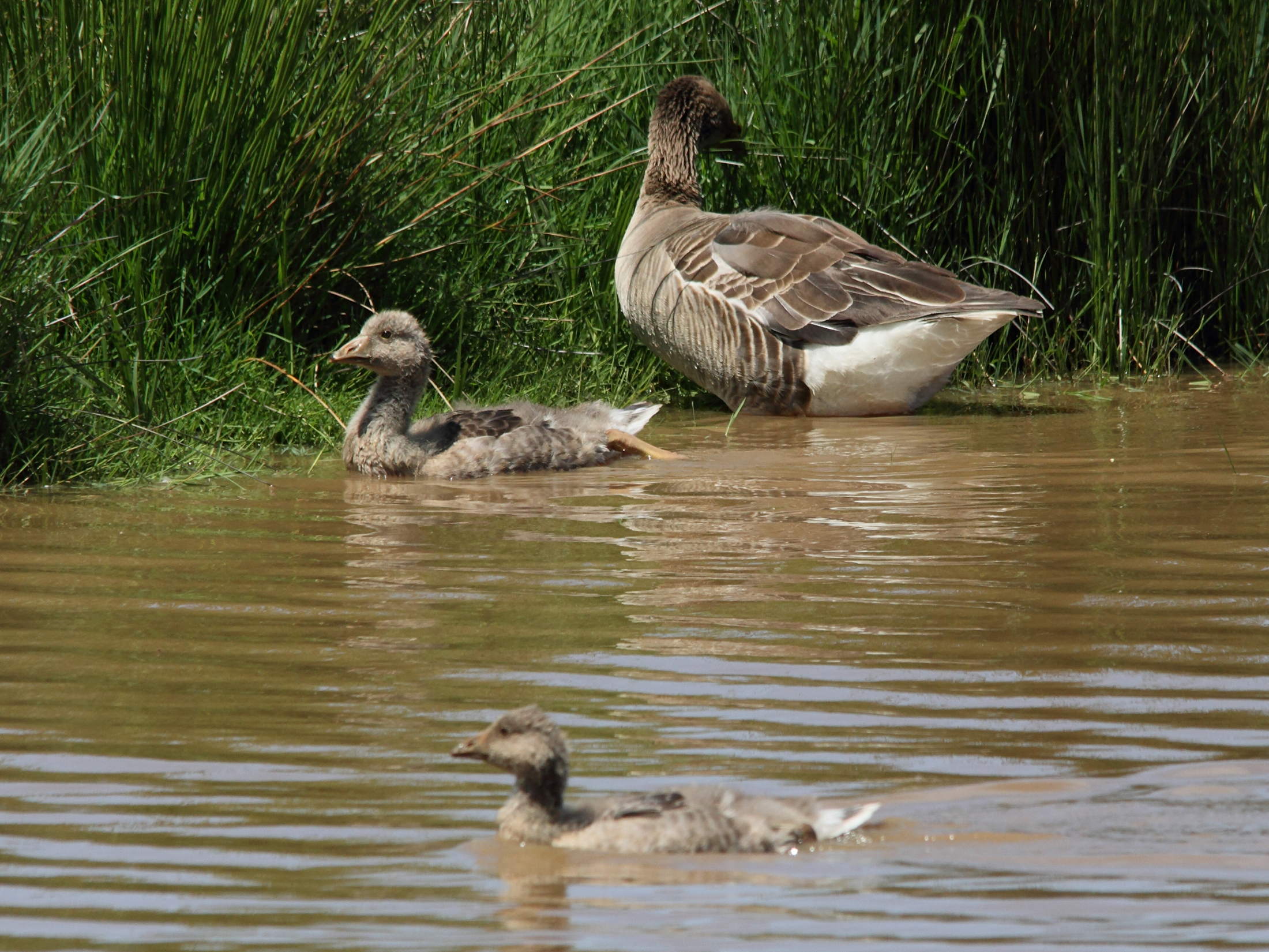 oie_cendree_-_anser_anser5bd