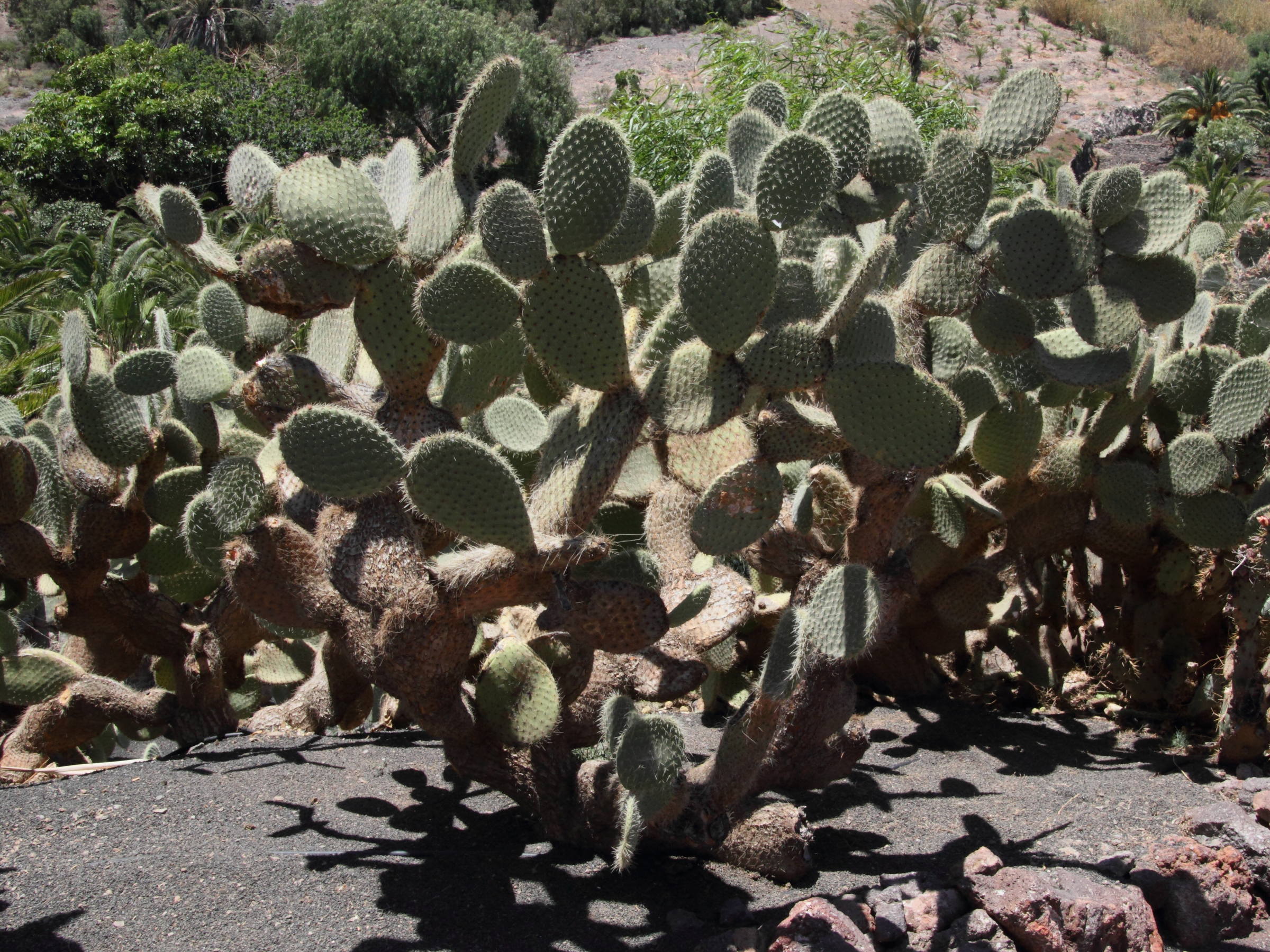 opuntia_leucotricha3md