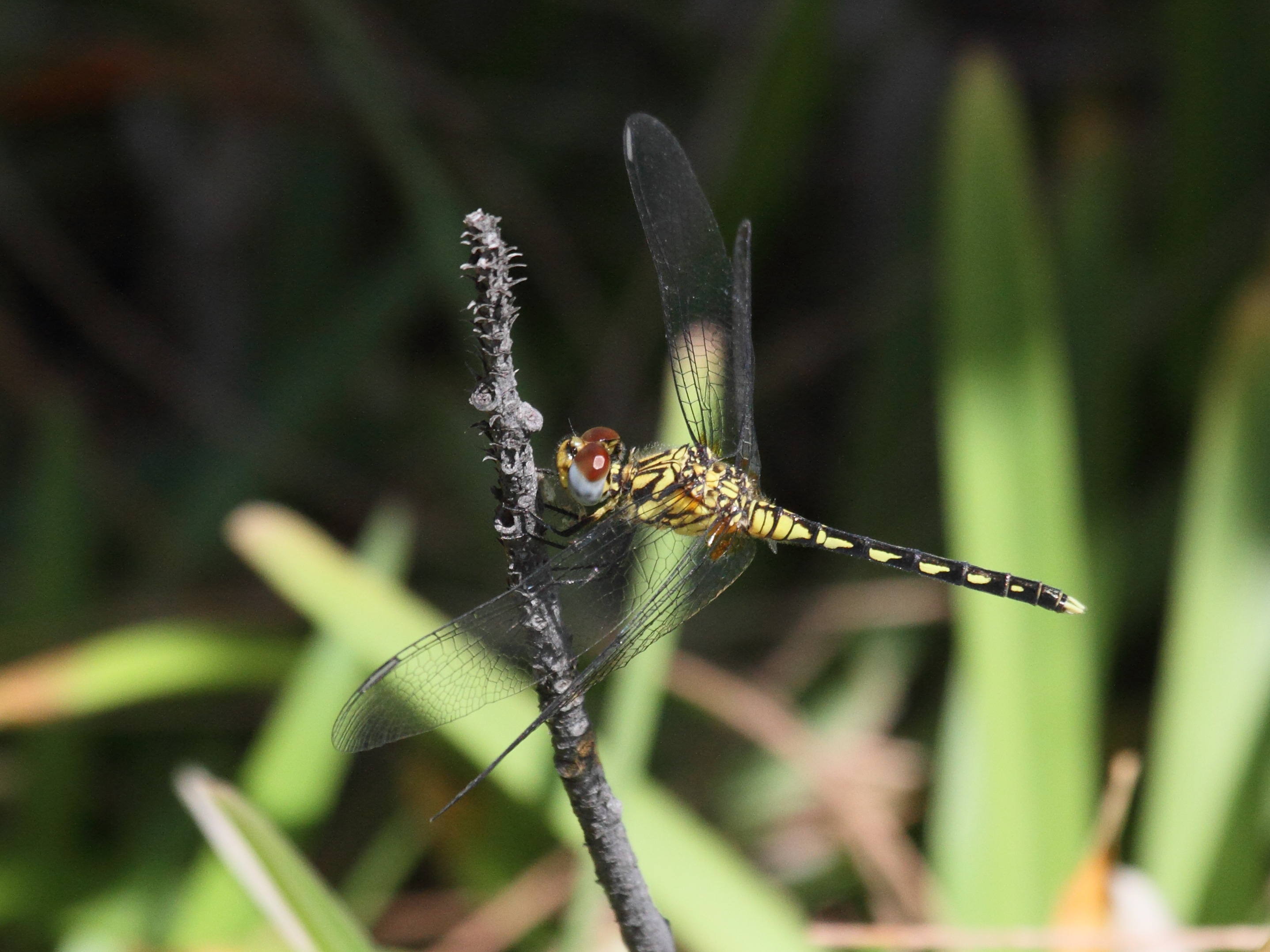 orthetrum_brachiale3bd