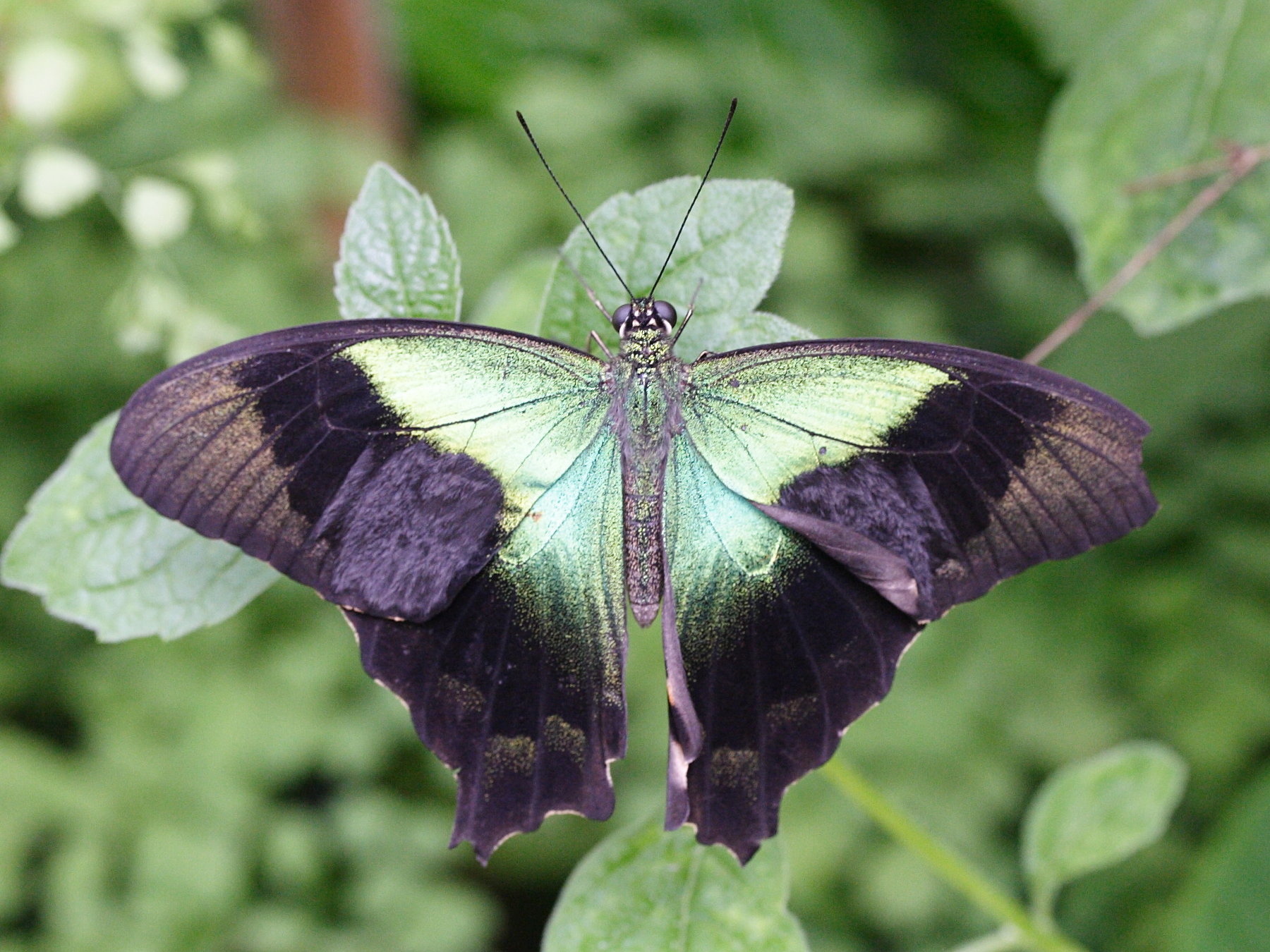 papilio_peranthus2md