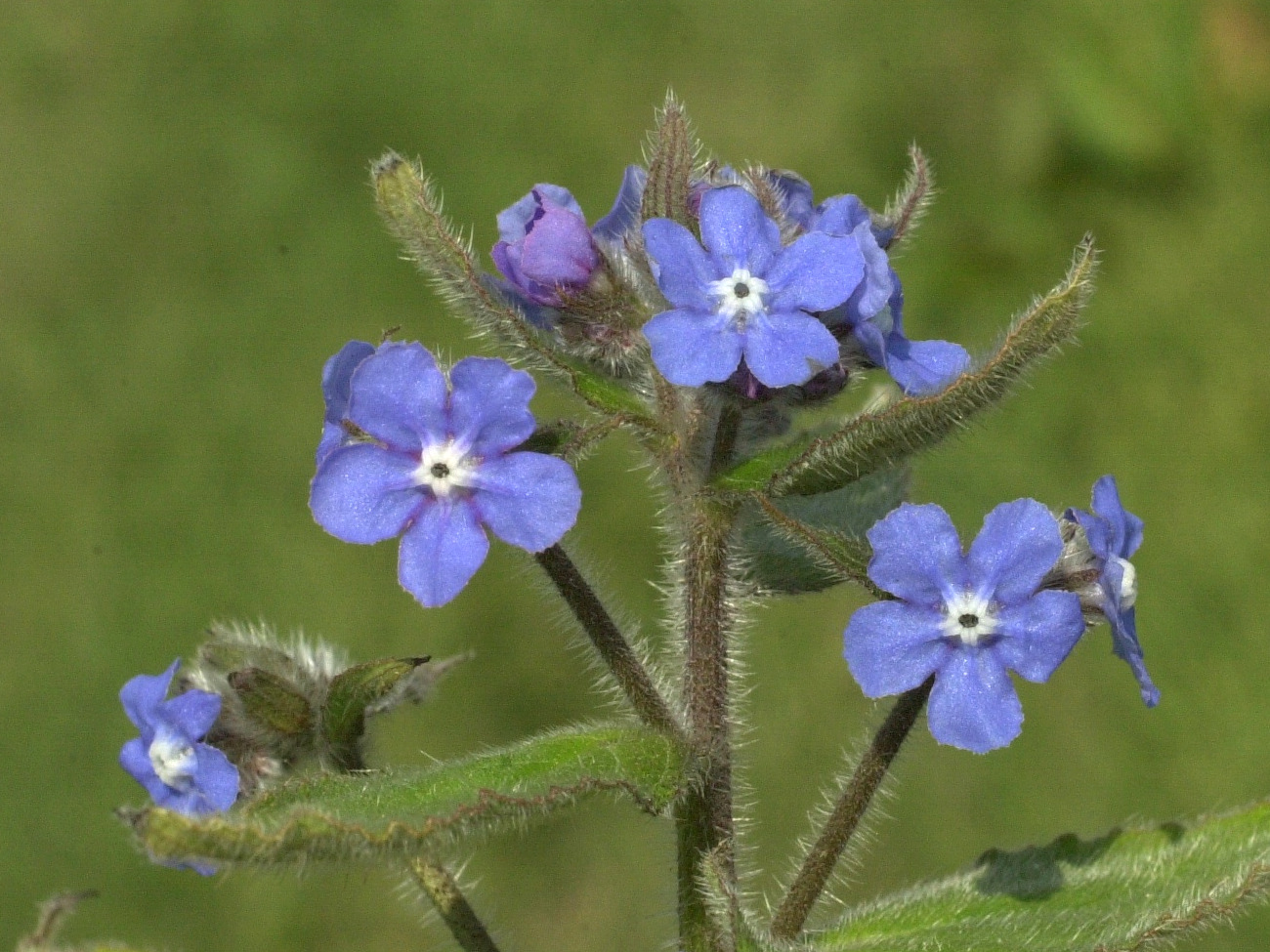 pentaglottis_sempervirens3md