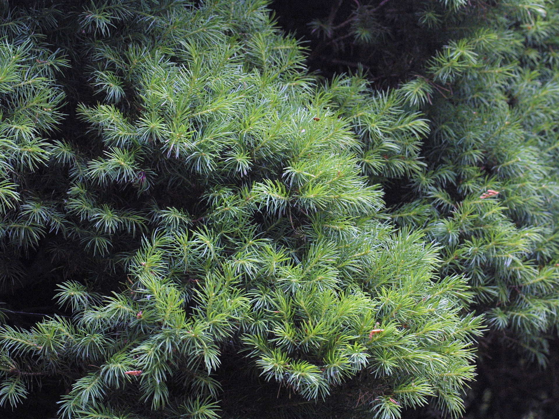 picea_glauca_albertiana1md