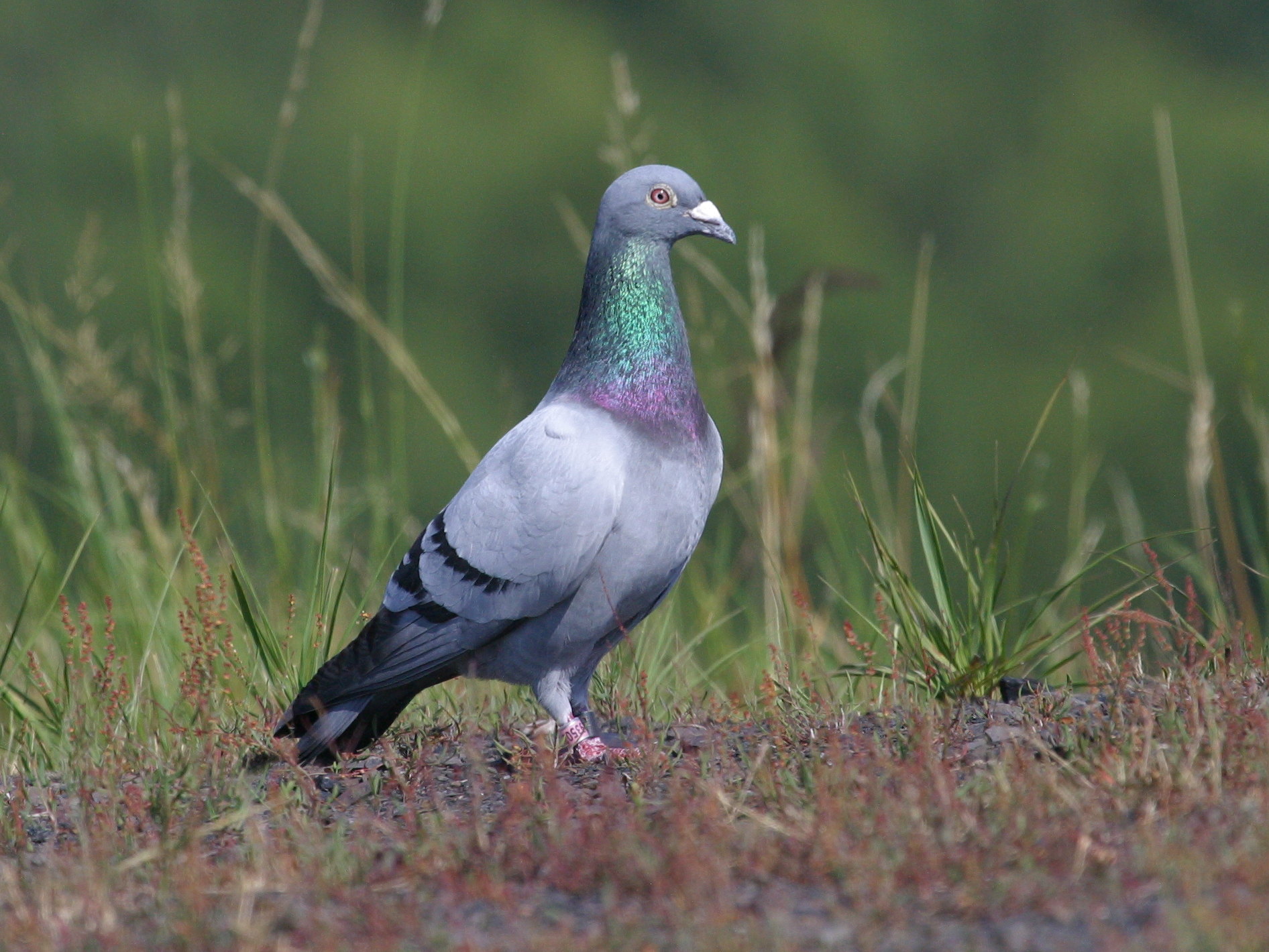 pigeon_biset_urbain_-_columba_livia1bd