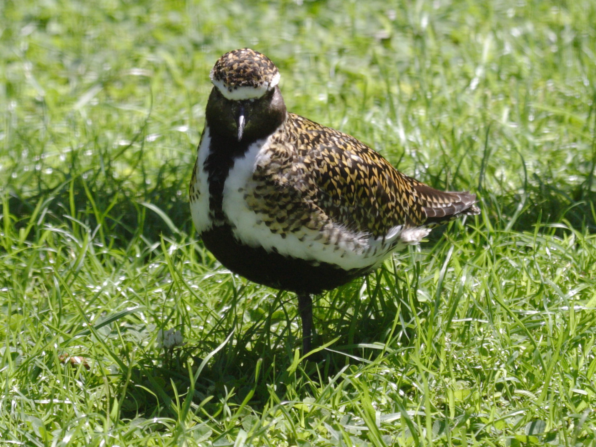 pluvier_dore_-_pluvialis_apricaria2bd