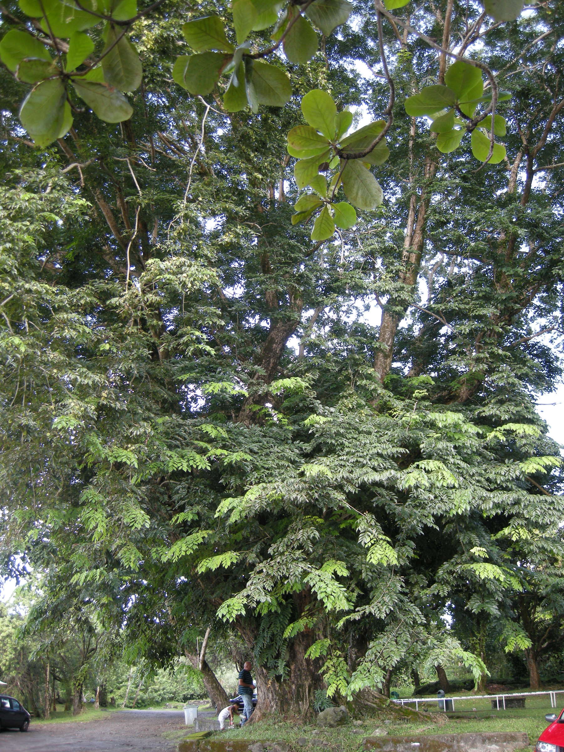 Afficher le média pterocarpus_indicus3md pterocarpus_indicus3md