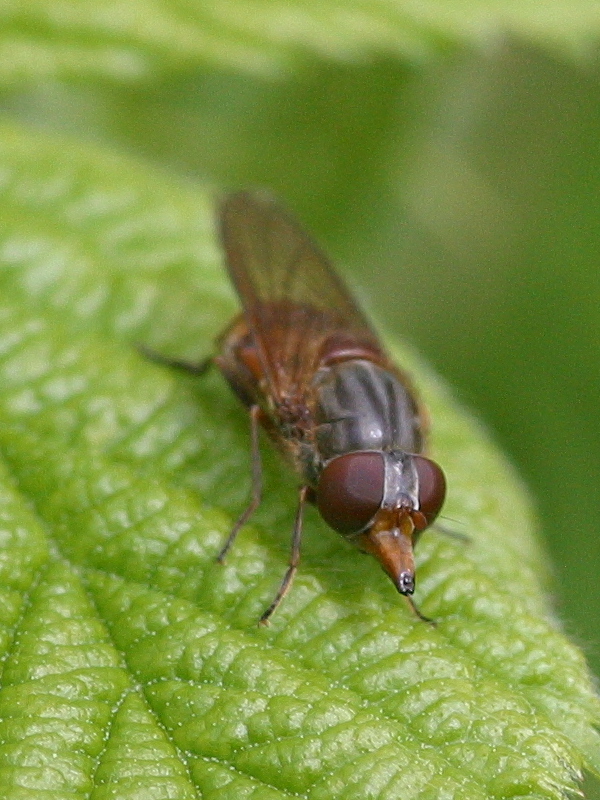 rhingia_campestris3bd