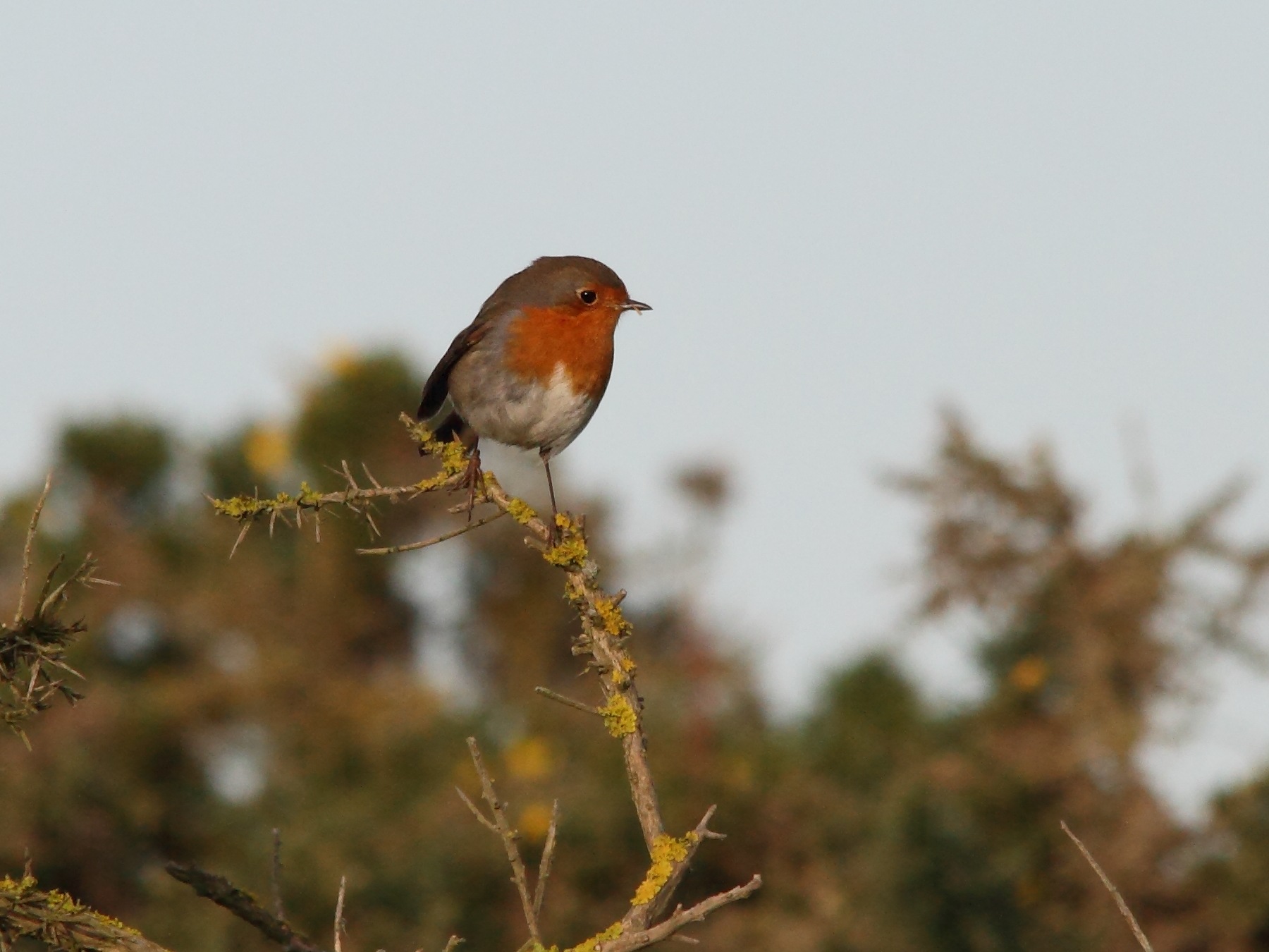 rougegorge_familier_-_erithacus_rubecula2bd