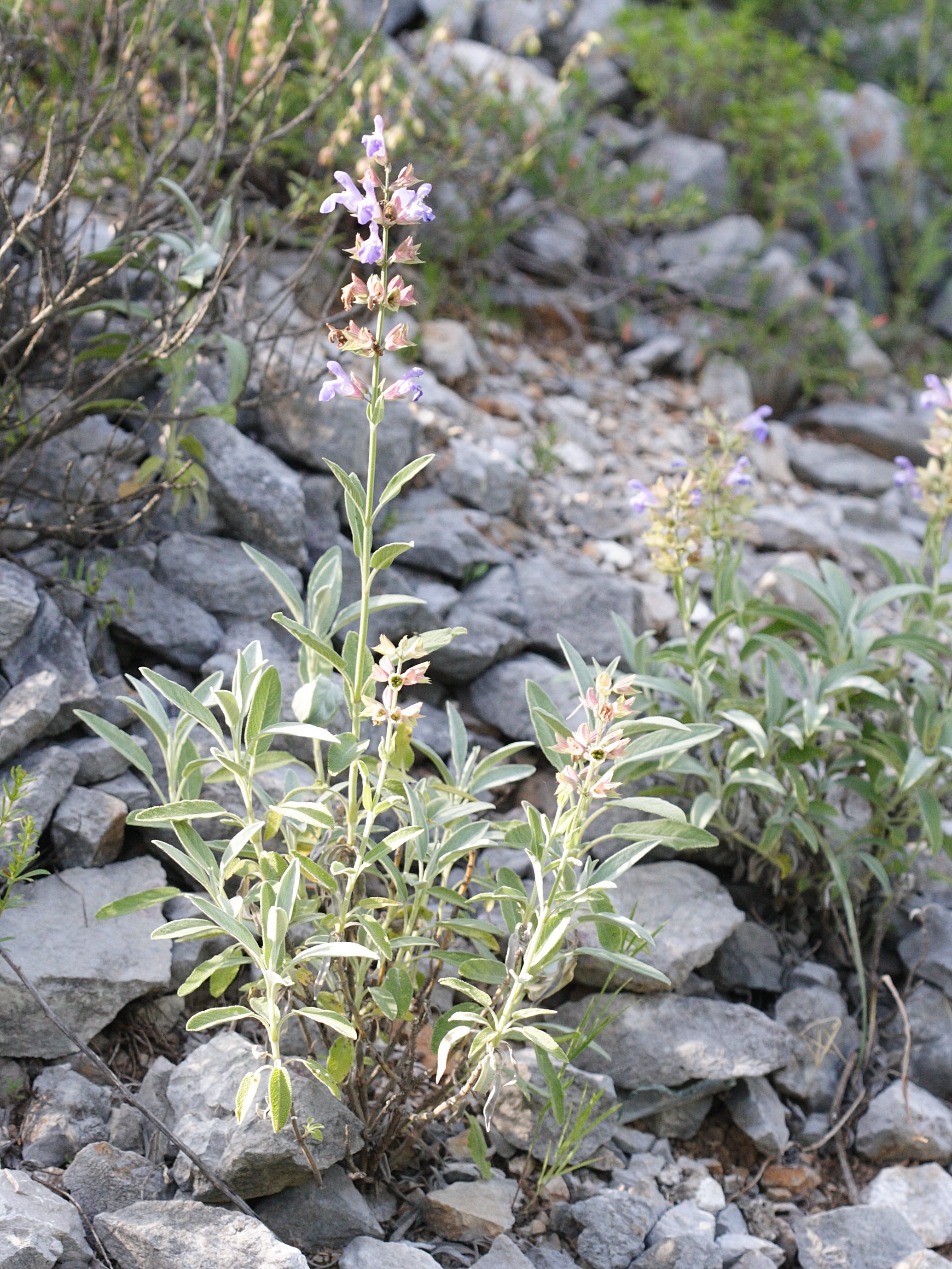 salvia_officinalis6md