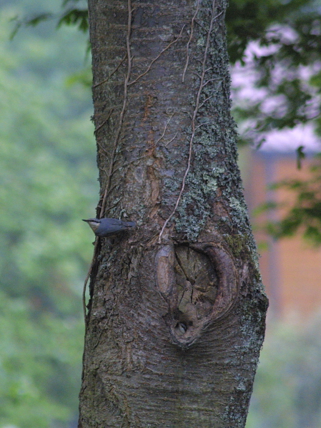 sittelle_torchepot_-_sitta_europaea2md