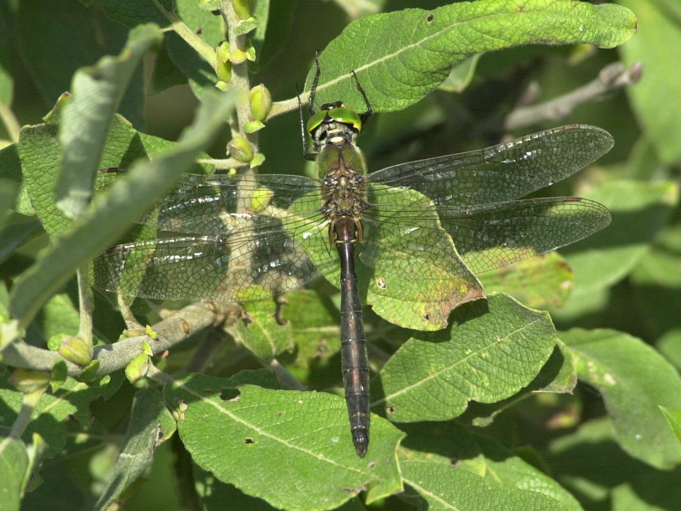 somatochlora_metallica1amd