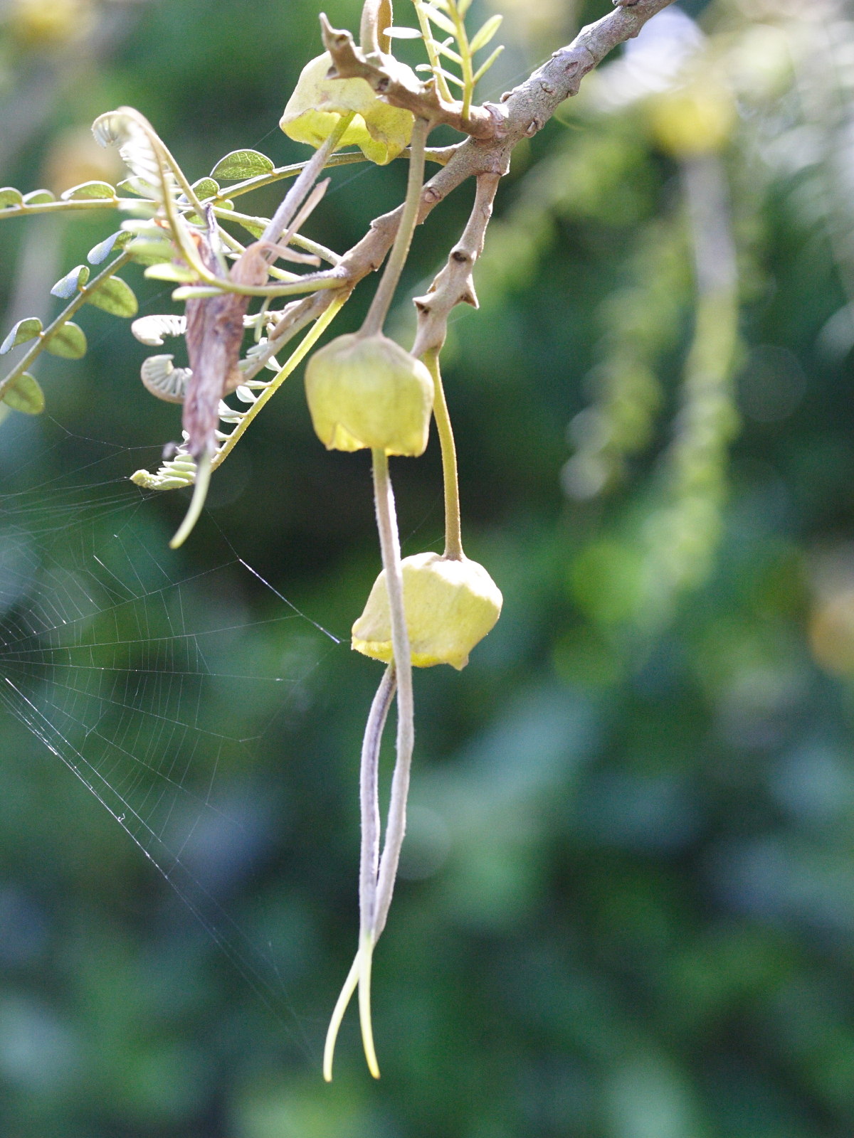 sophora_microphylla2md