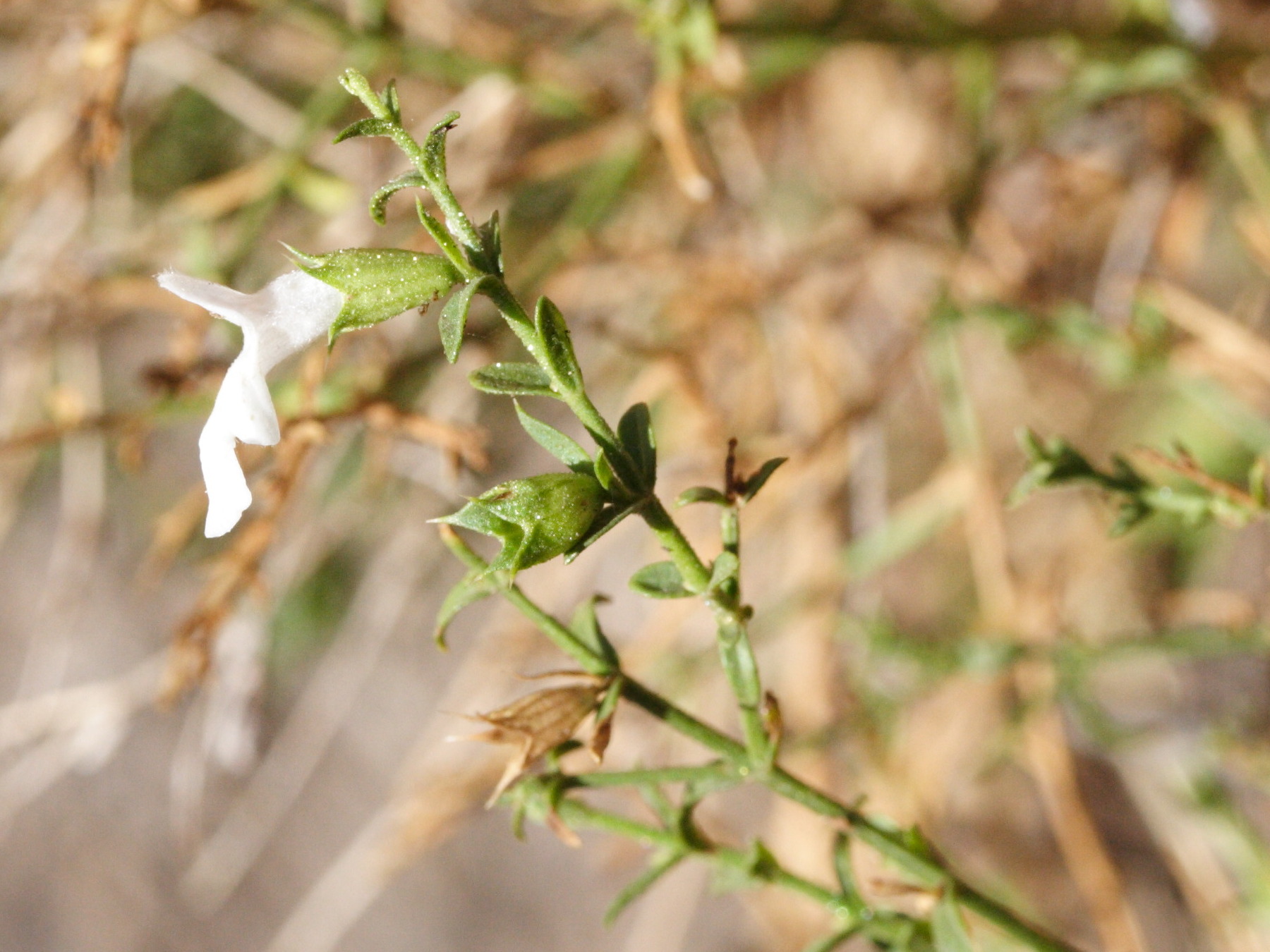 stachys_glutinosa4md