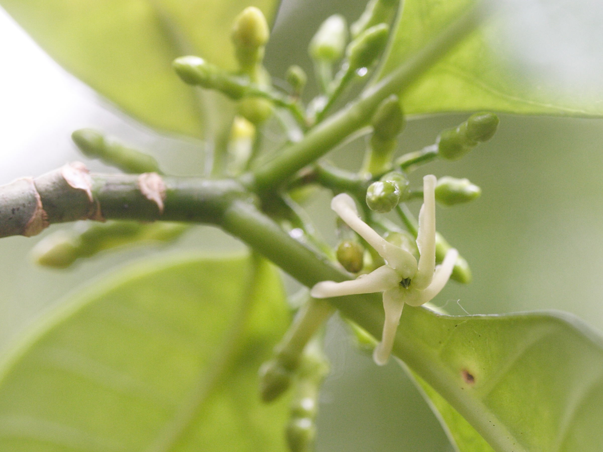 tabernaemontana_citrifolia2md