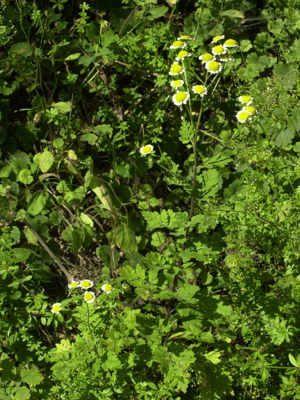 Afficher le média tanacetum_parthenium2md tanacetum_parthenium2md
